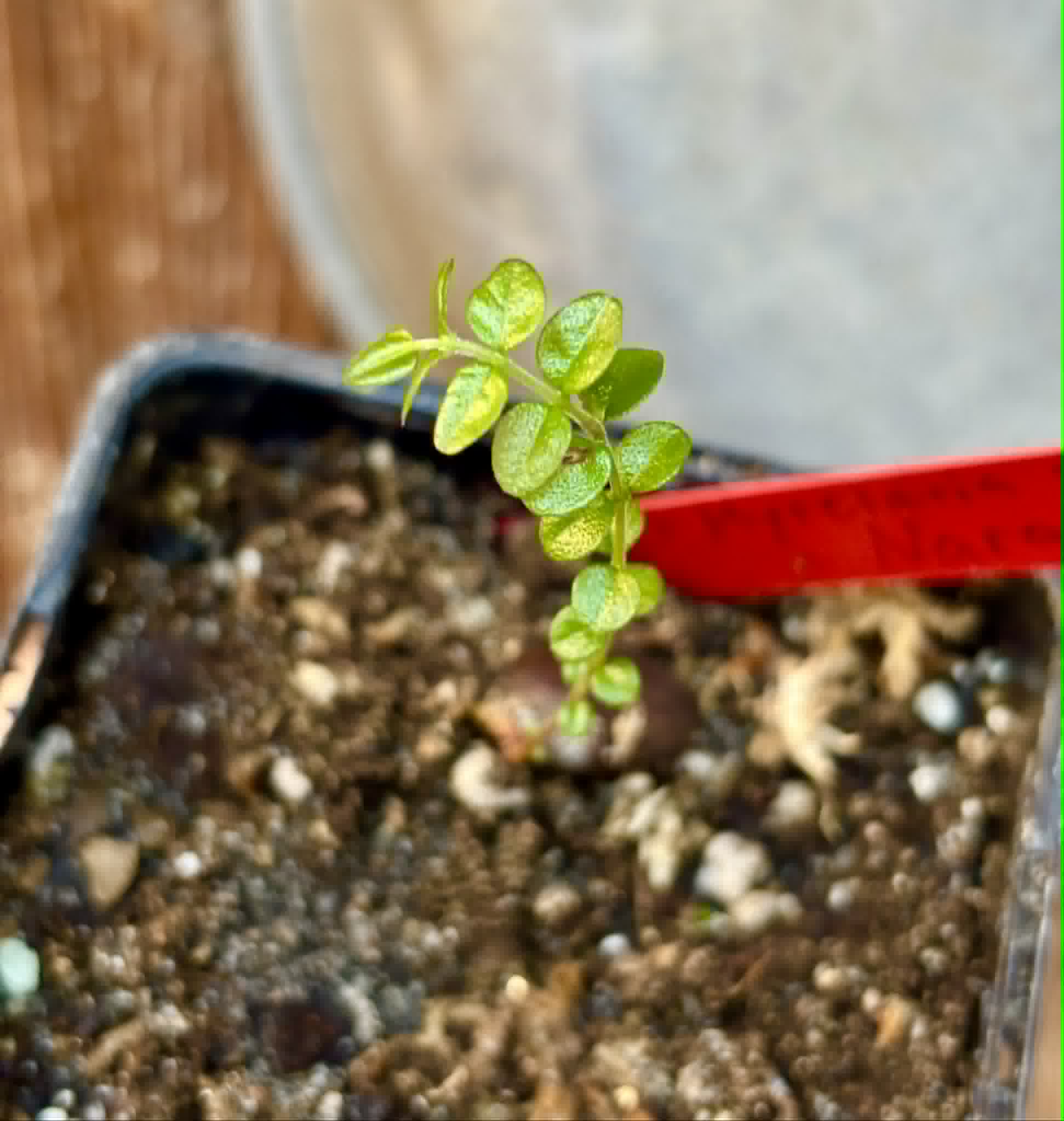 Myrciaria sp Nara -  1 potted seedling / 1 getopfter Sämling