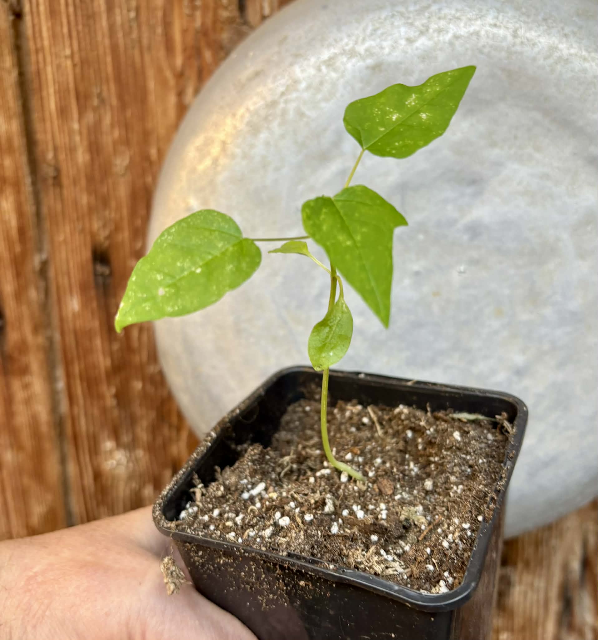 Variegated Papaya (Carica papaya) - 1 potted seedling / 1 getopfter Sämling