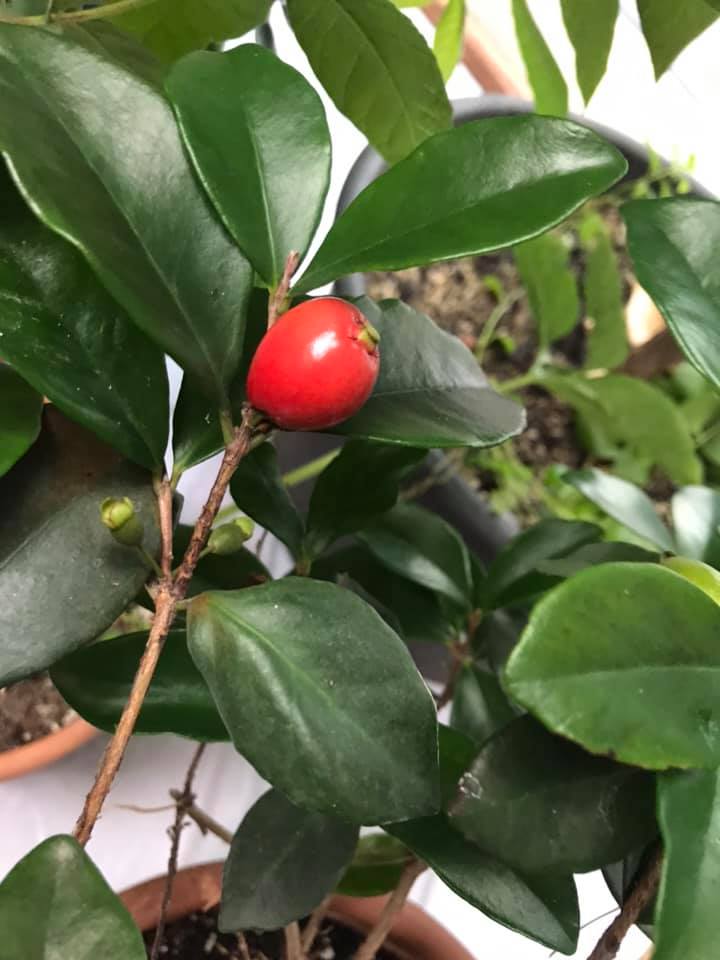 6 years old - Cedar Bay Cherry (Eugenia reinwardtiana) - 1 potted plant / 1 getopfte Pflanze