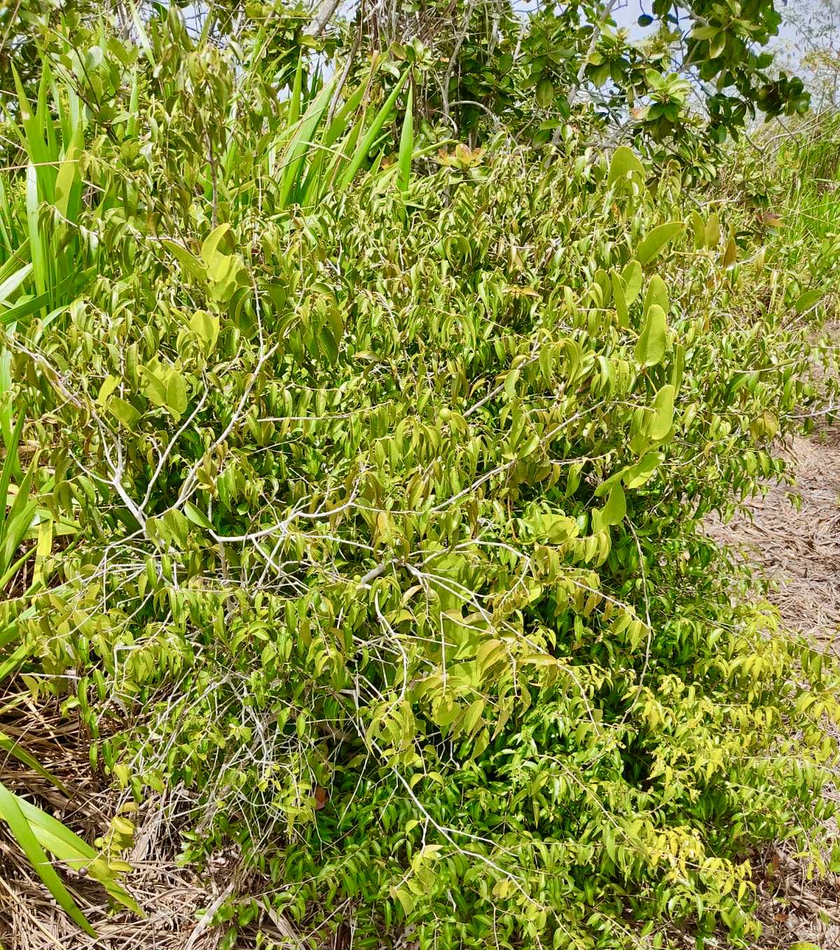 Myrciaria sp Cheirosa azul  - 1 fresh seed / 1 frischer Samen