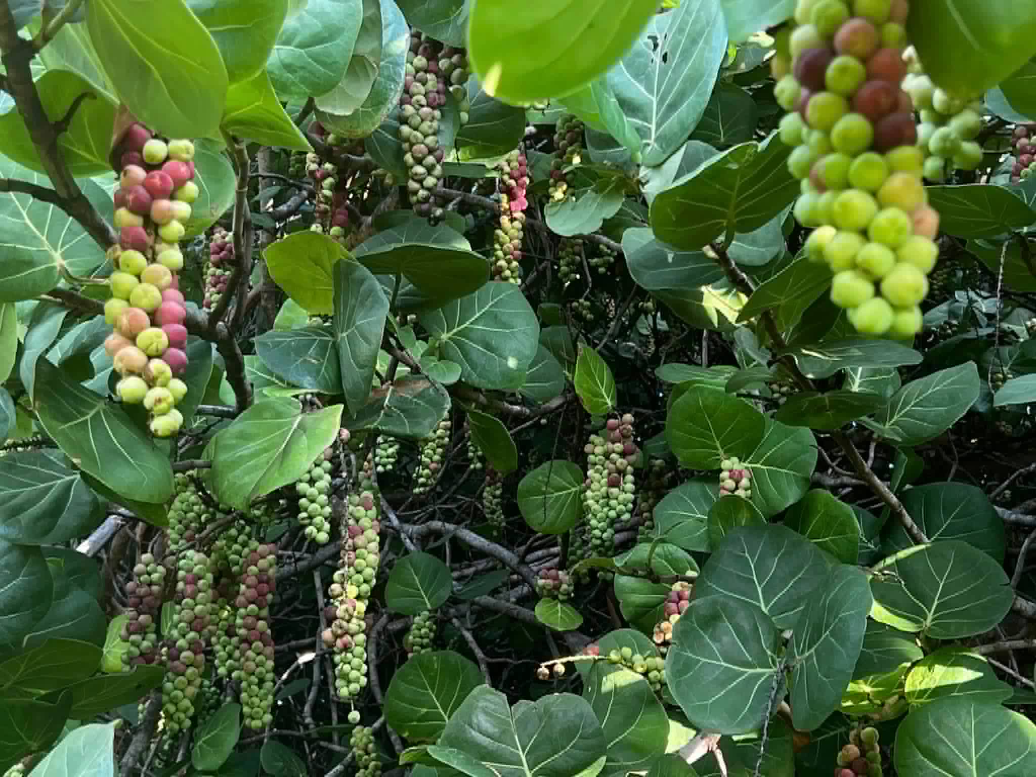 Sea Grape (Coccoloba uvifera)  -  3 fresh seeds / 3 frische Samen