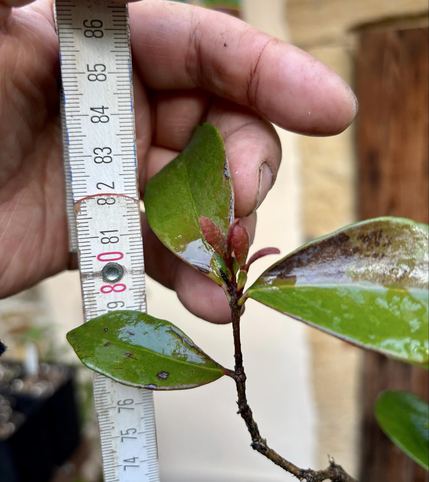 6 years old - Cedar Bay Cherry (Eugenia reinwardtiana) - 1 potted plant / 1 getopfte Pflanze