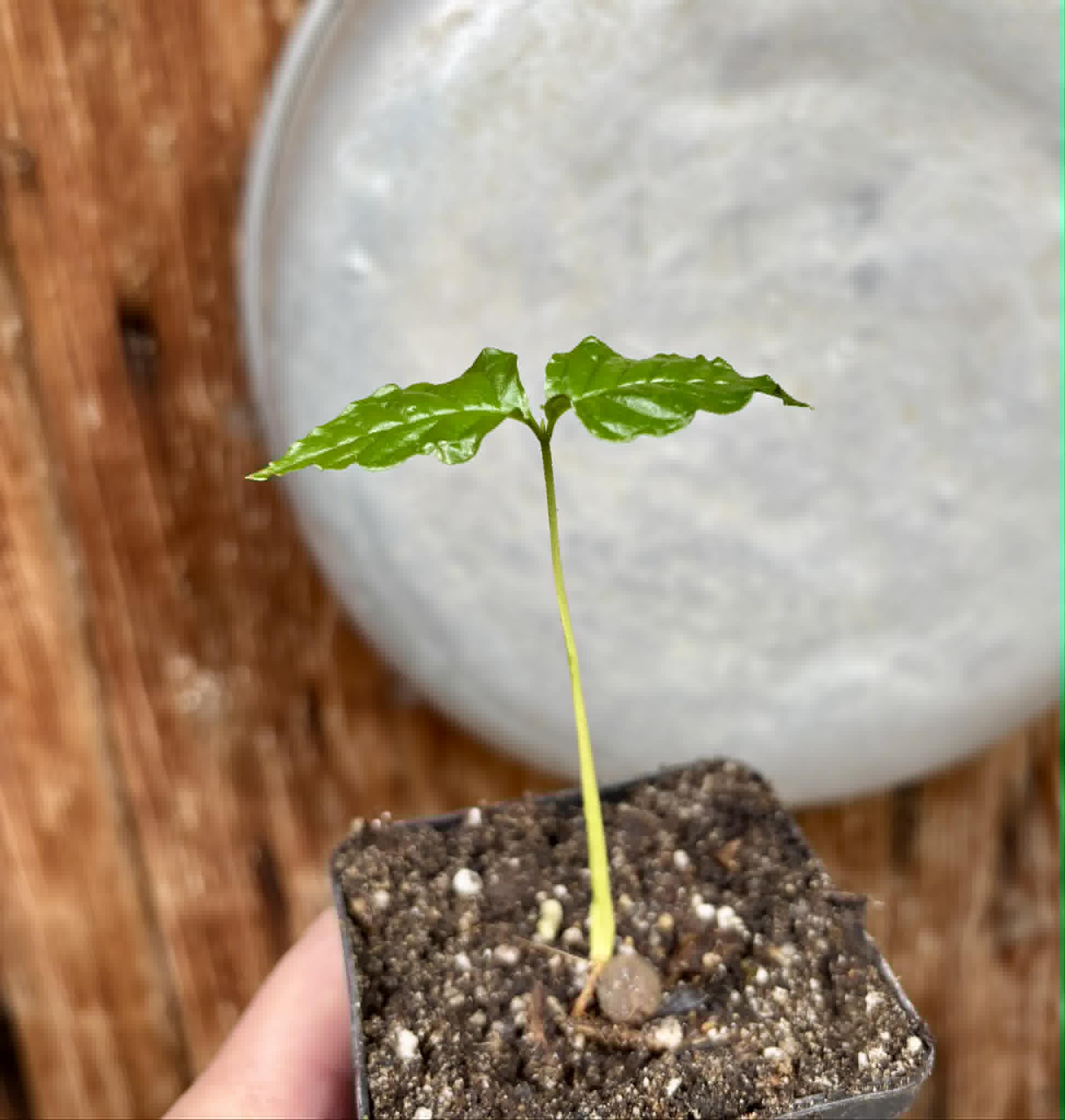 Guabiroba folha de maçã (Campomanesia malifolia) -  1 potted seedling / 1 getopfter Sämling