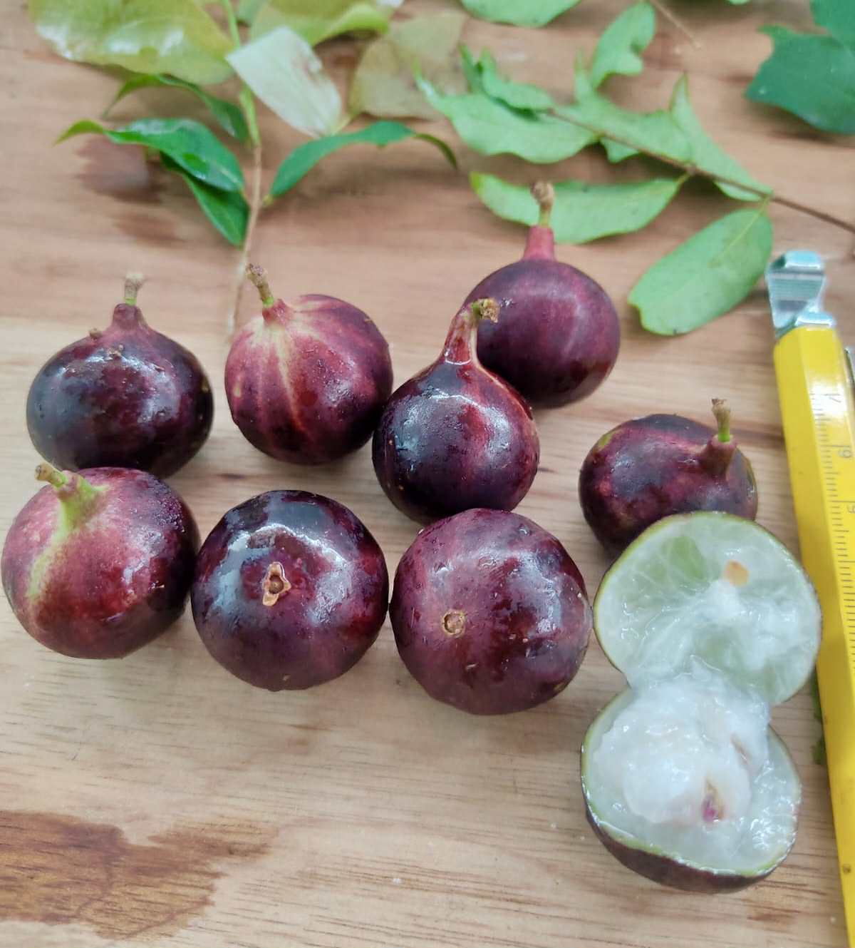 Collection of 5 new Jaboticaba -  5 different potted Plinia / 5 verschiedene, getopfte Plinia