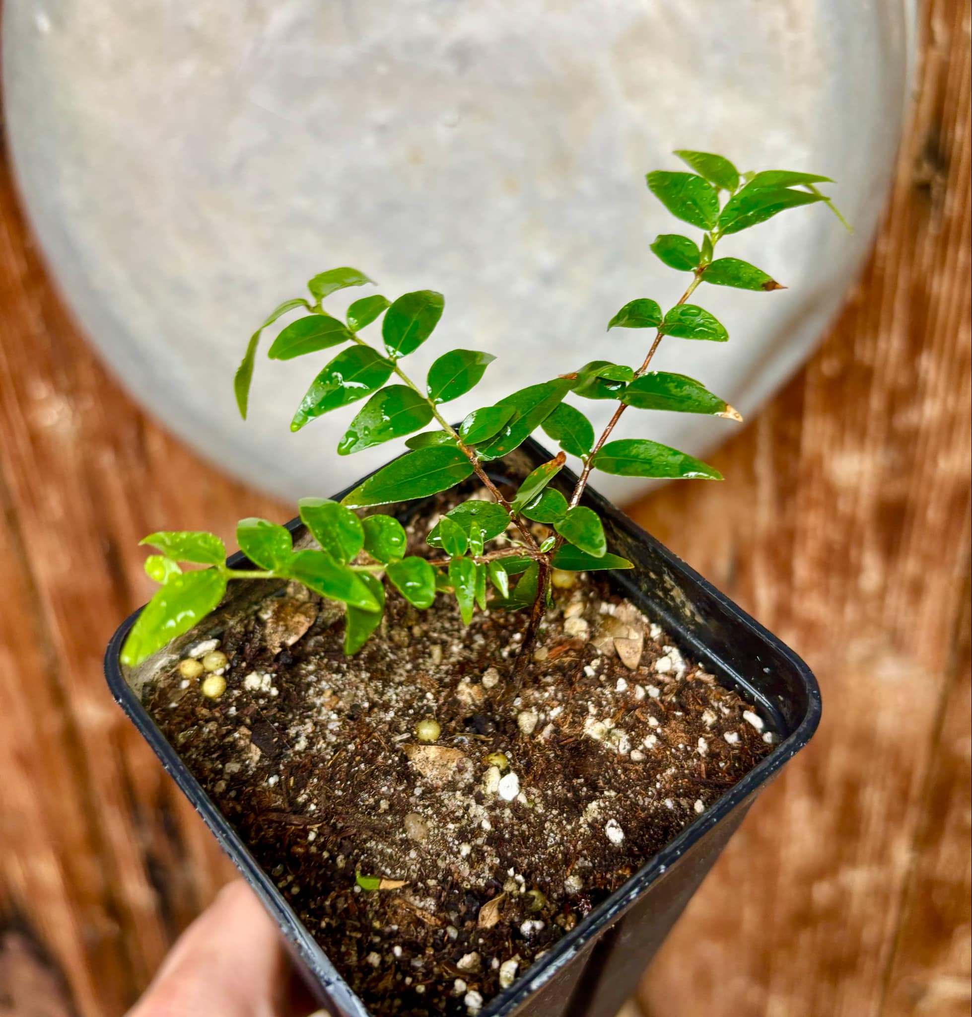 Myrciaria floribunda var. yellow - 1 potted plant / 1 getopfte Pflanze
