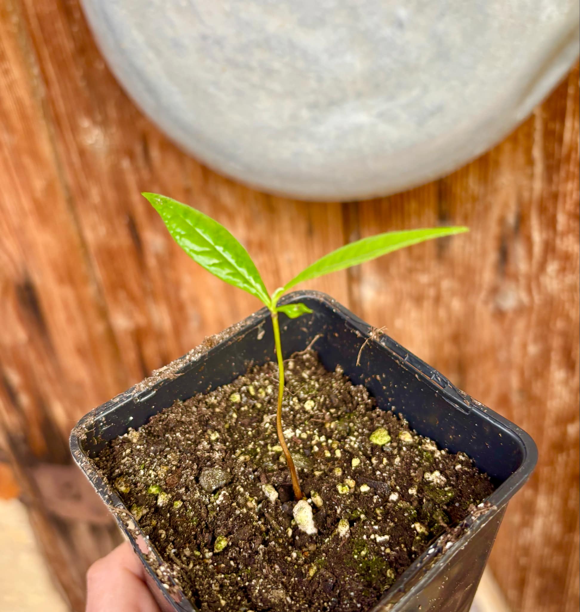 our last seedling - Kesusu (Prainea limpato) - 1 small potted seedling / 1 kleiner, getopfter Sämling