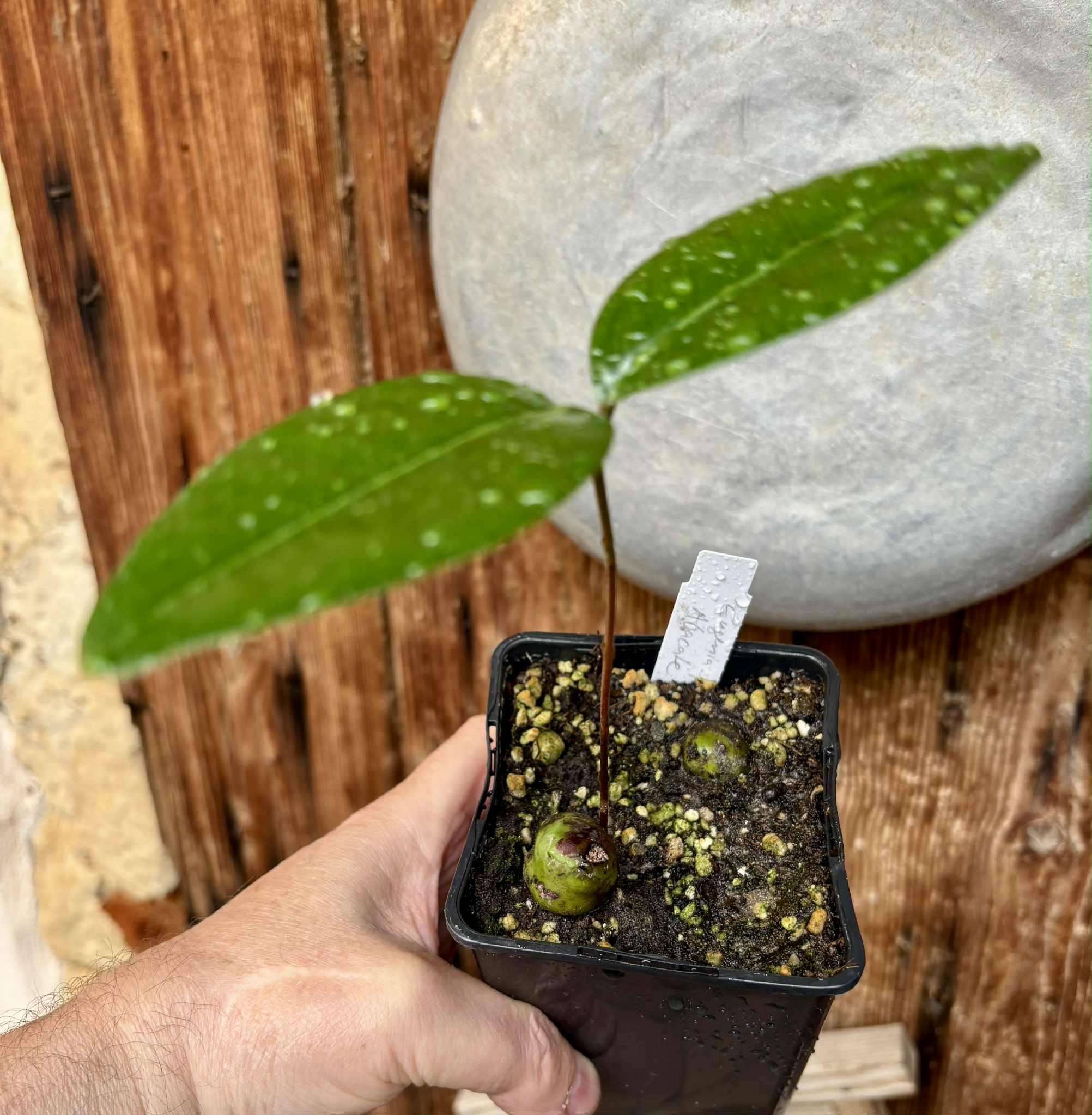 Eugenia sp Abacate -  1 small potted seedling / 1 kleiner, getopfter Sämling