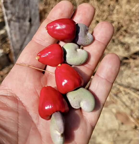 Cajuzinho - Anacardium humile - 2 fresh seeds / 2 frische Samen Cajuzinho - Anacardium humile - 2 fresh seeds / 2 frische Samen