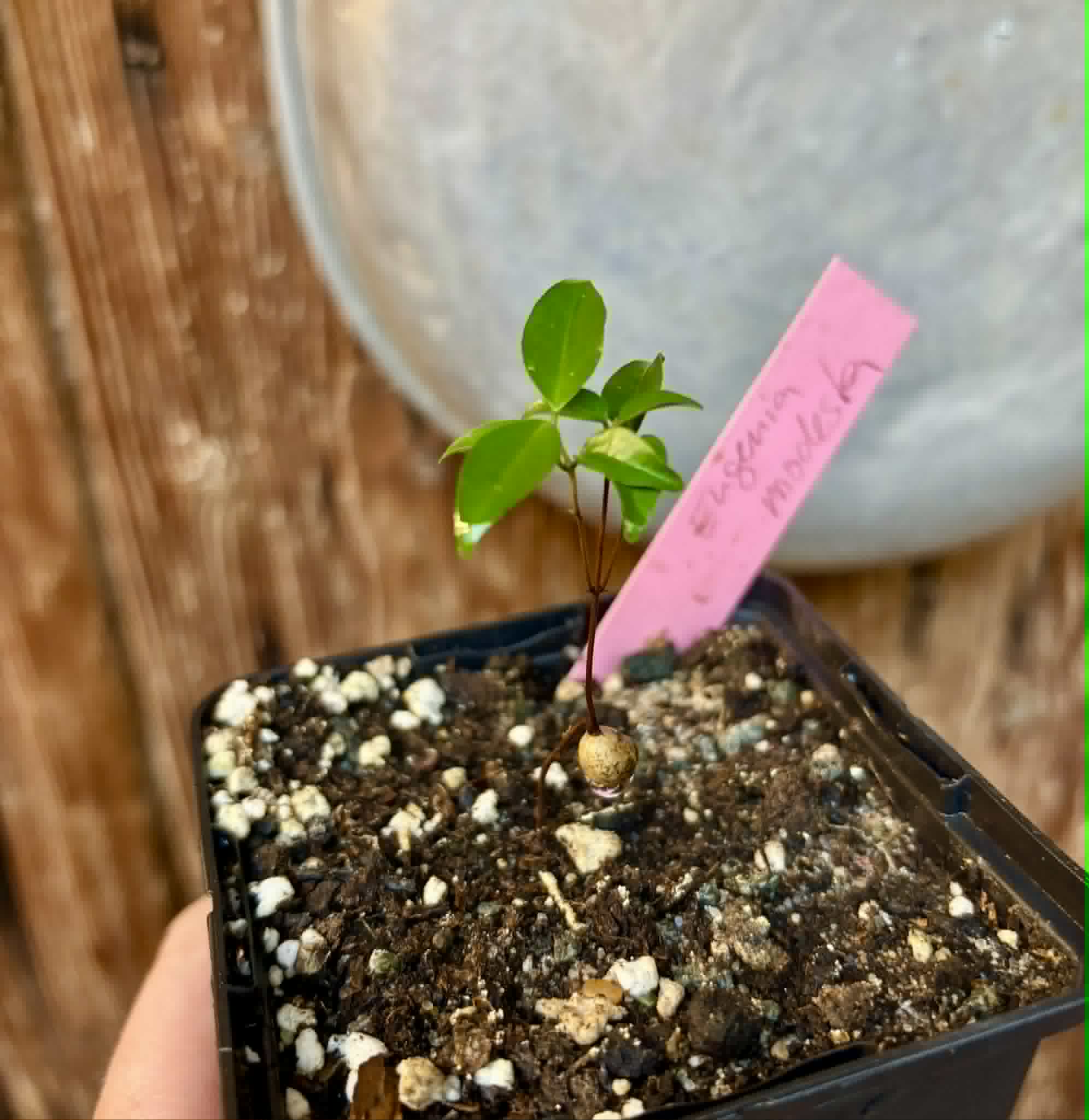 Guamirim Cereja do Sul (Eugenia modesta) - 1 potted seedling / 1 getopfter Sämling