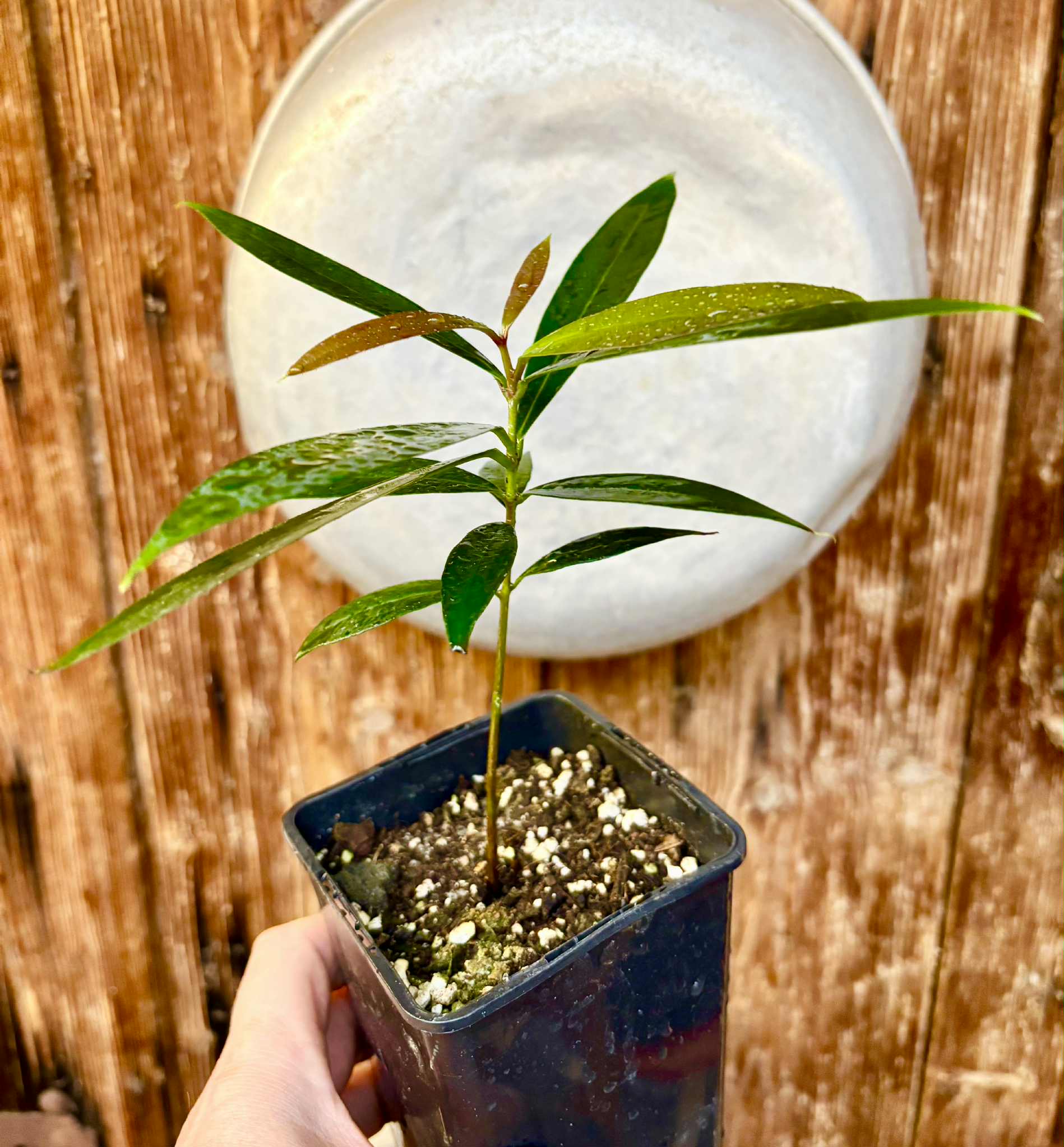 Eugenia sp Jambo da Mata -  1  potted seedling / 1 getopfter Sämling