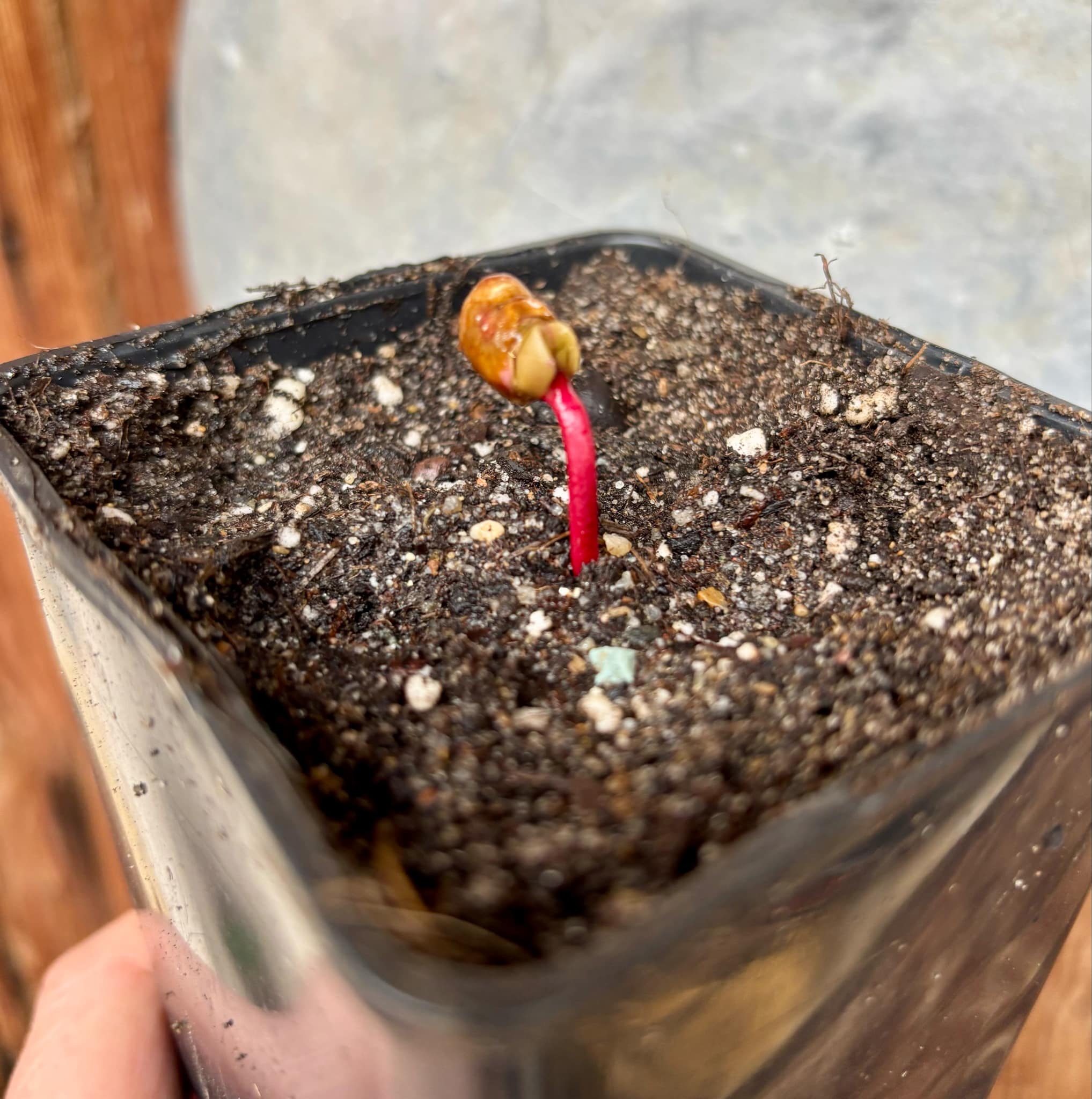 Myrcia sp Jaboticaba Bahia -  1 small potted seedling / 1 kleiner, getopfter Sämling