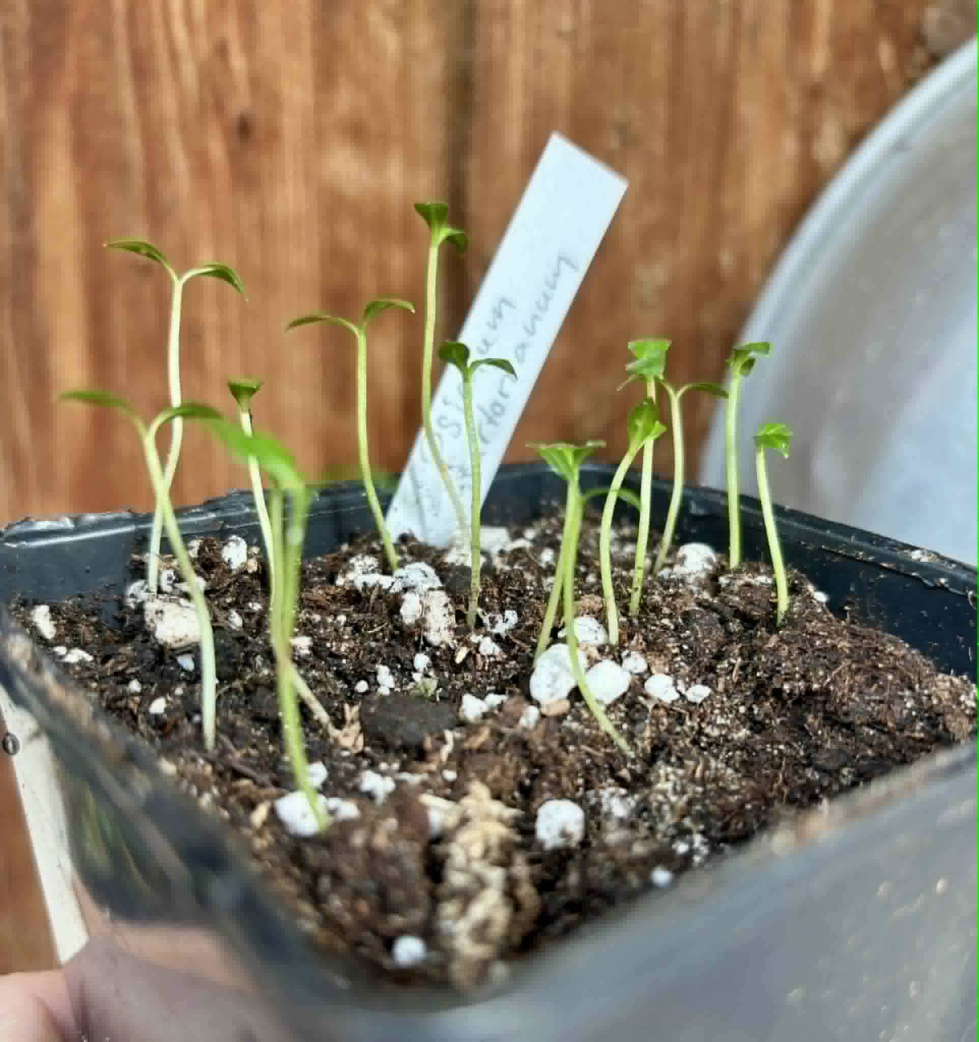 15 in 1 pot - Psidium sartorianum - 15 seedlings in one pot / 15 Sämlinge in einem Topf