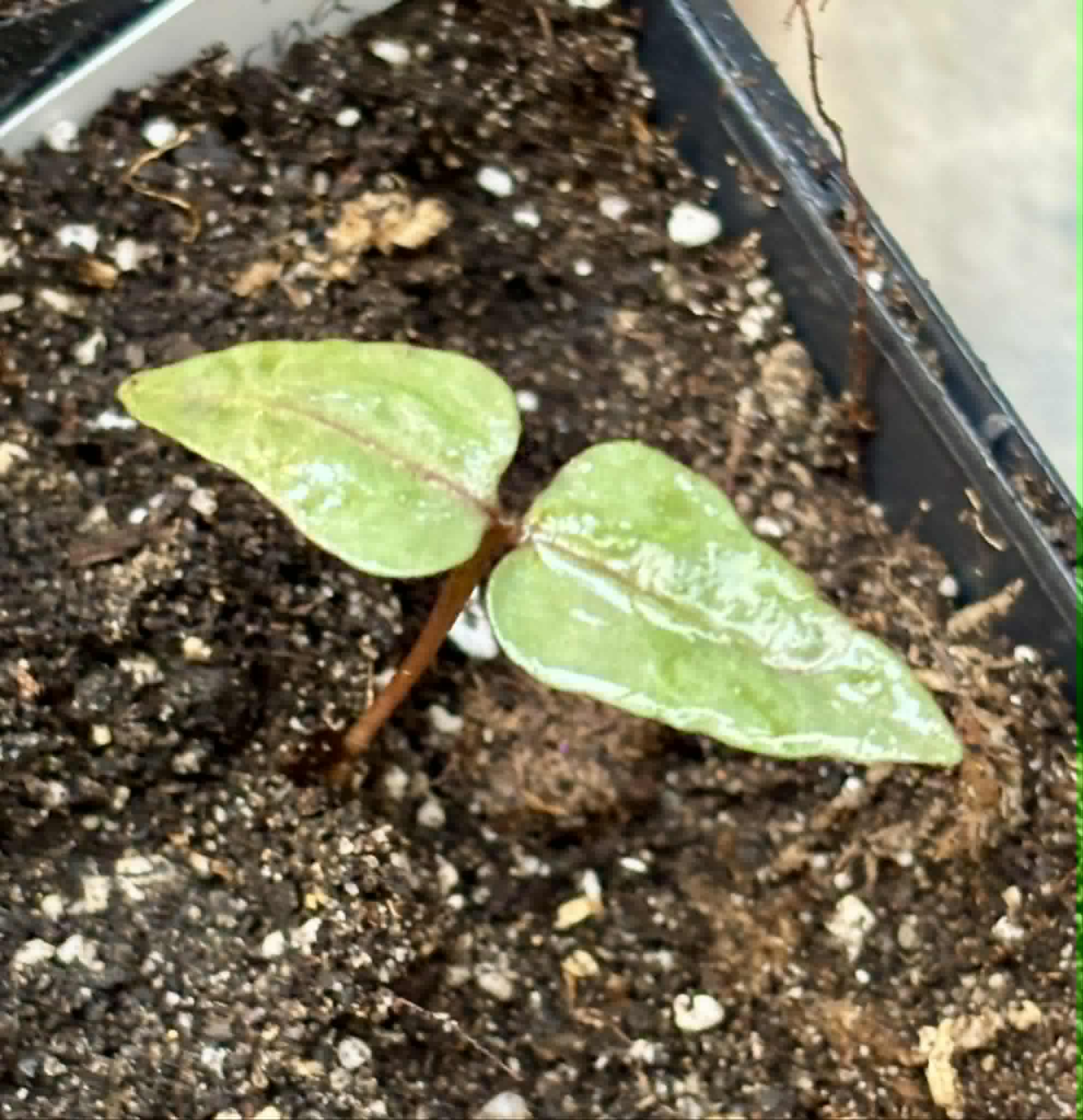 Myrcia sp Pernambuco - 1 potted seedling / 1 getopfter Sämling