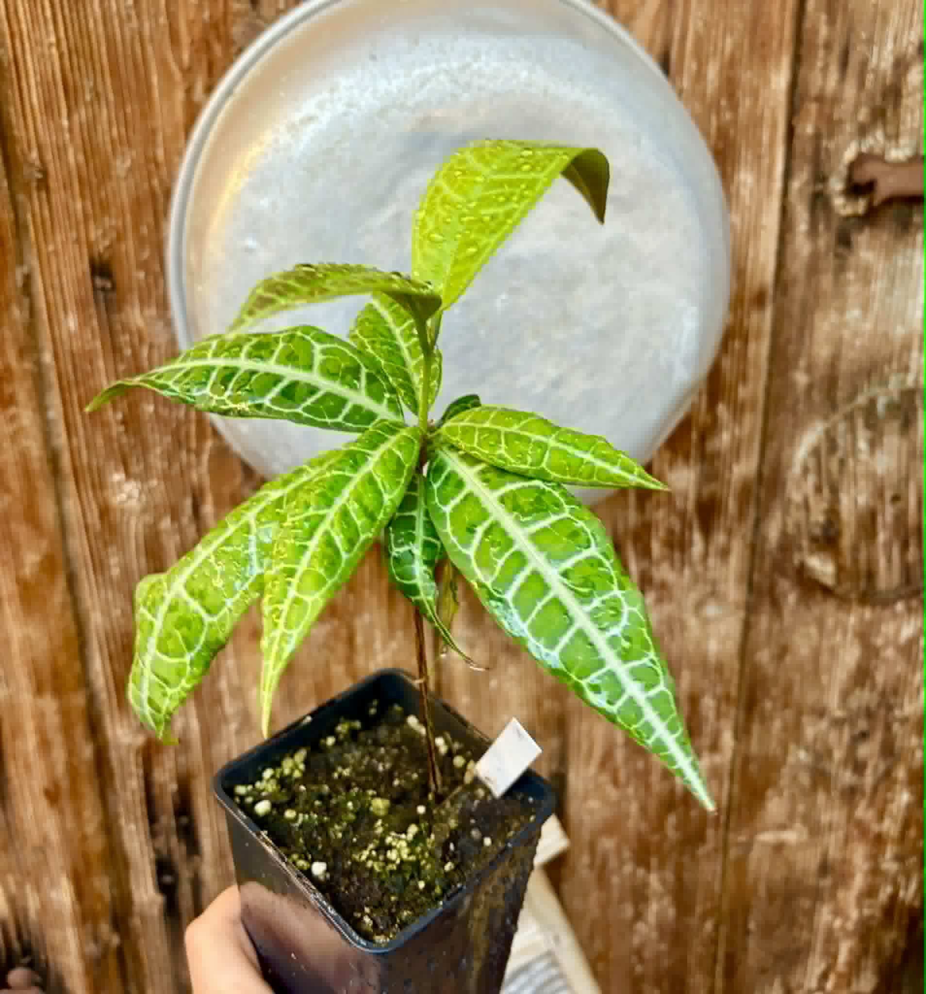 Eugenia sp Labisia -  1 potted plant / 1 getopfte Pflanze