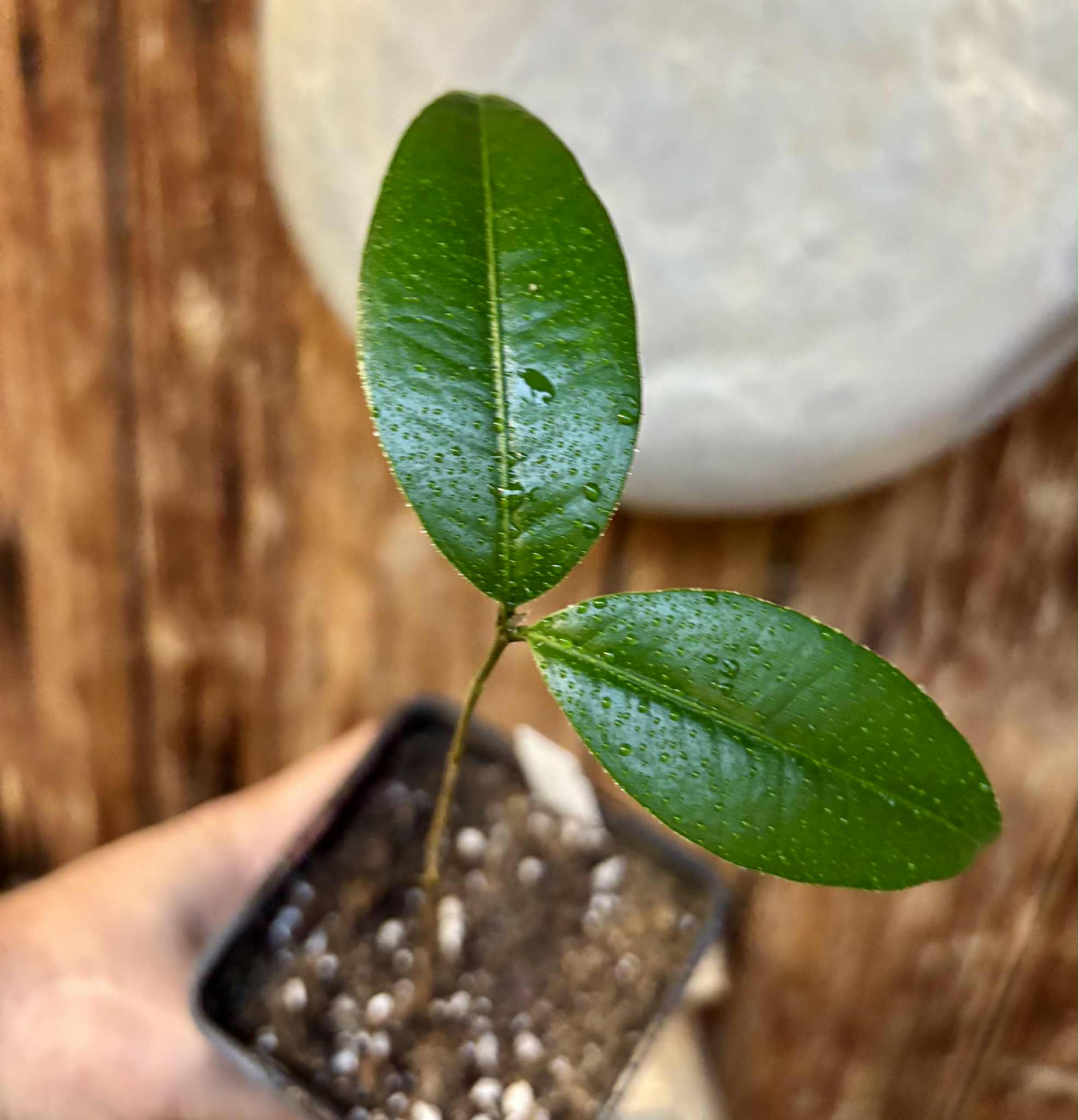 Eugenia sp Abacate -  1 potted seedling / 1 getopfter Sämling Eugenia sp Abacate -  1 potted seedling / 1 getopfter Sämling