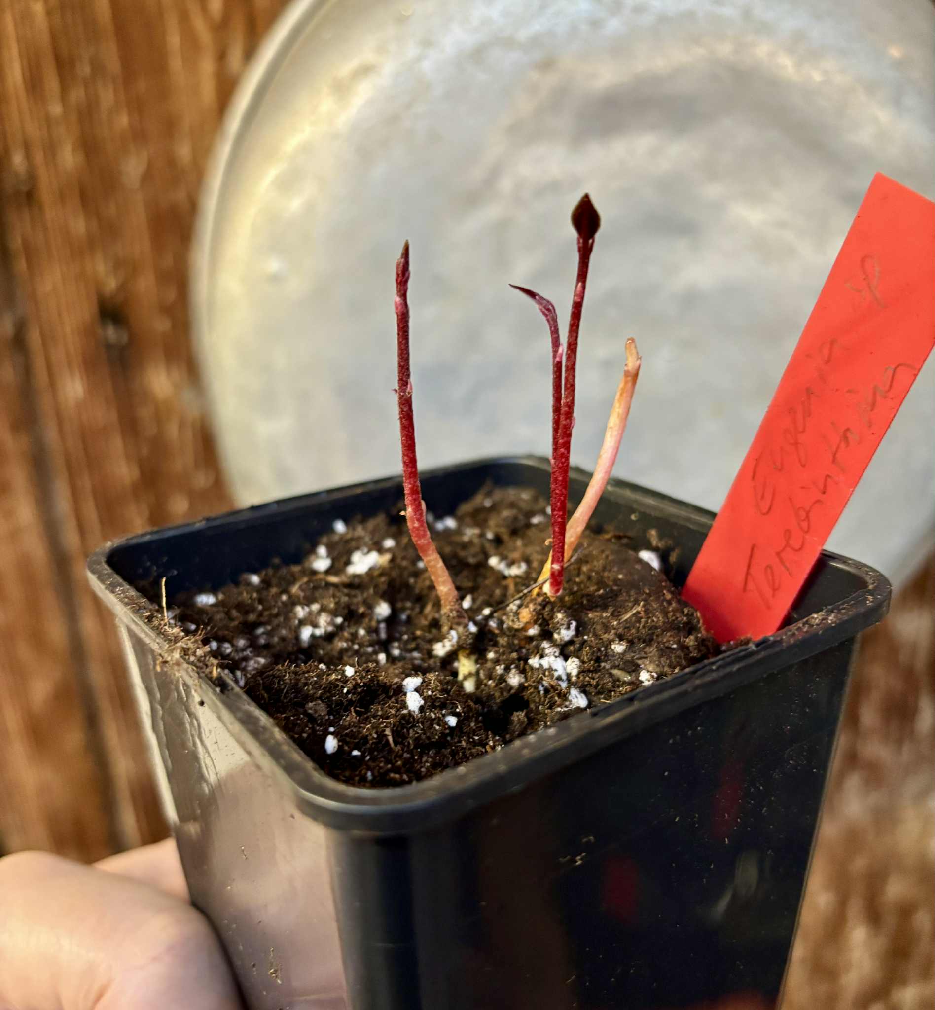 four-stemmed - vierstämmig - Eugenia sp Terebinthina - 1 potted seedling / 1 getopfter Sämling