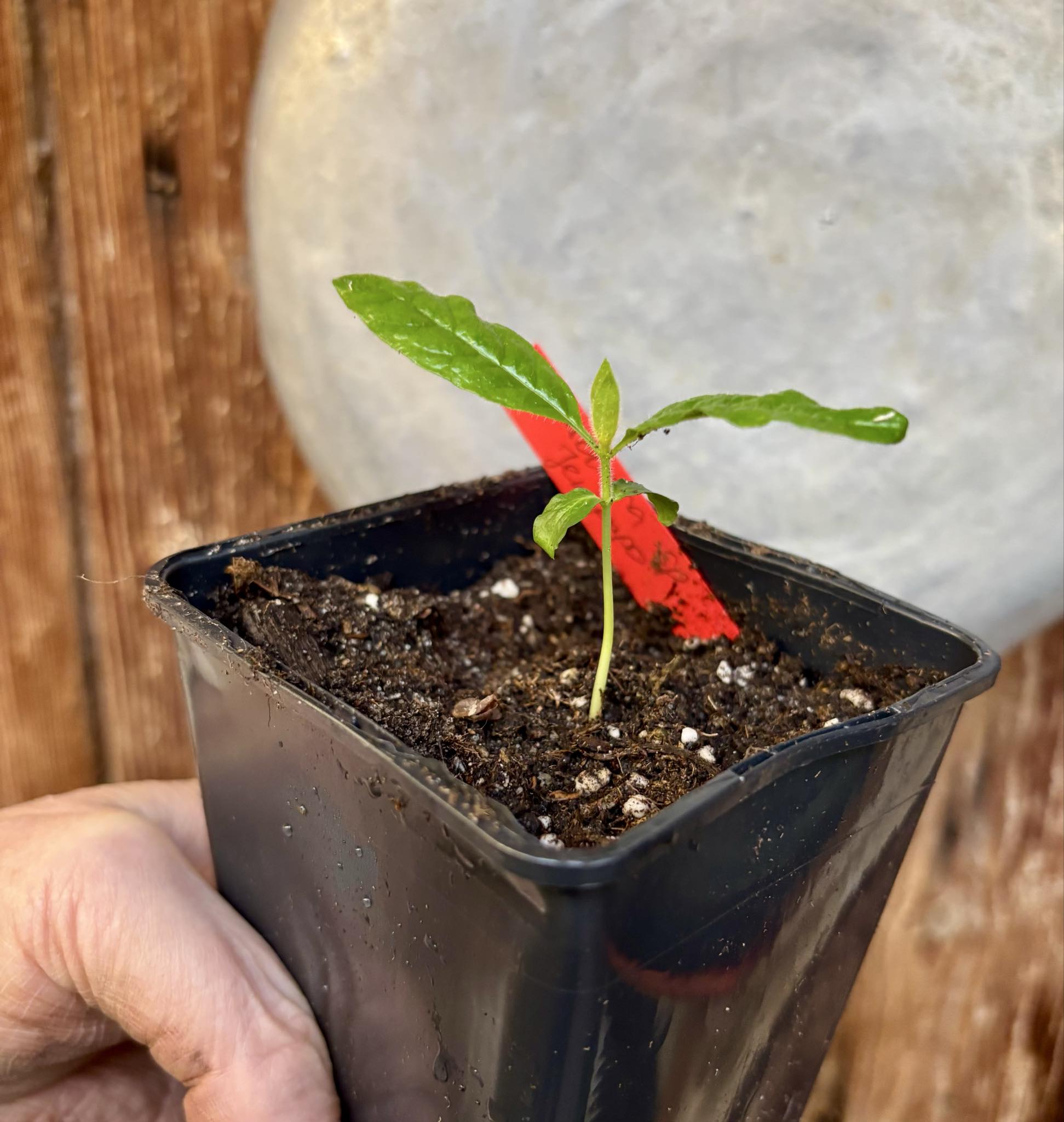 Cordiera sp Jenipapo - 1 potted seedling / 1 getopfter Sämling