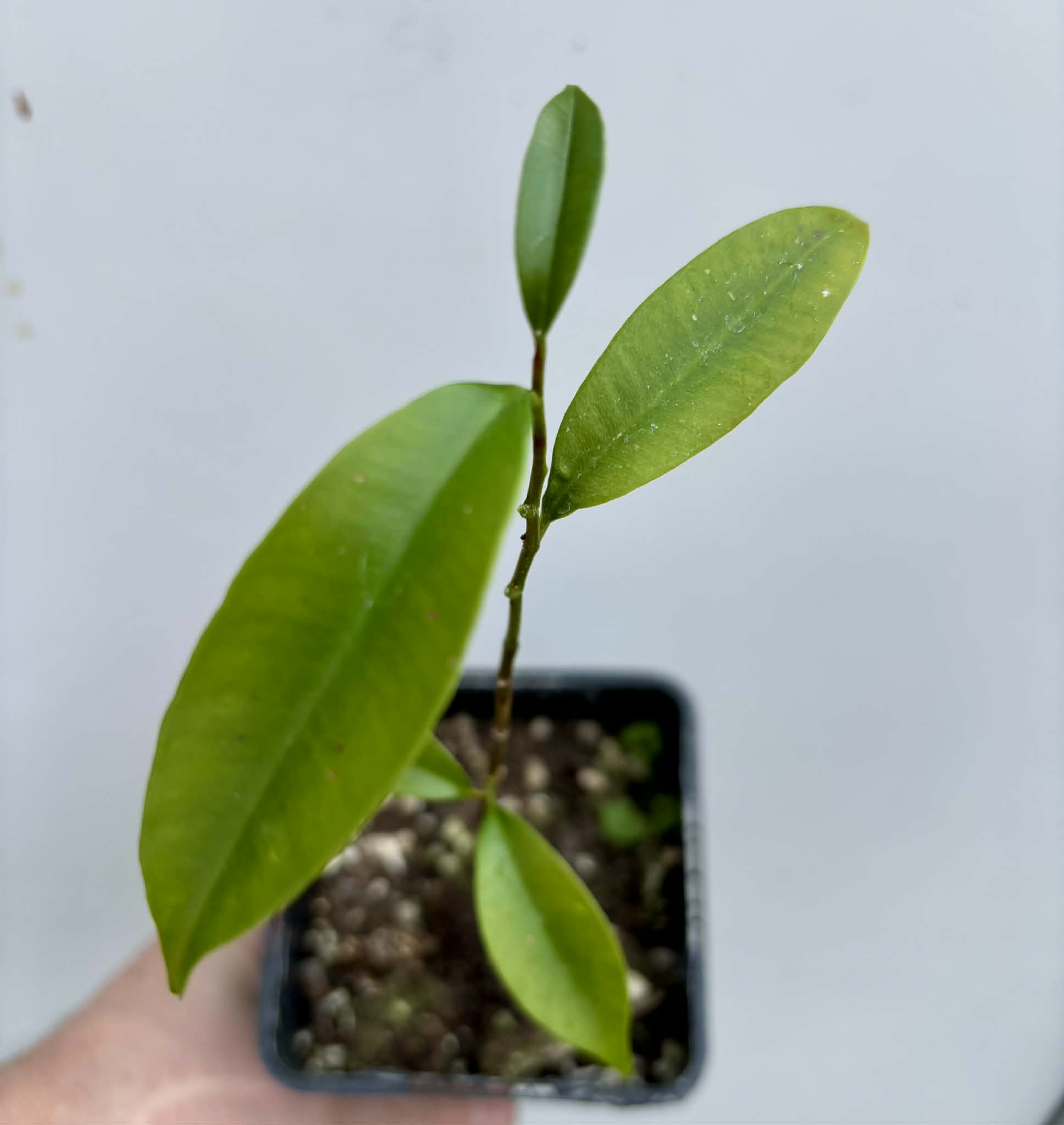 Diploon cuspidatum  -  1 potted seedling / 1 getopfter Sämling