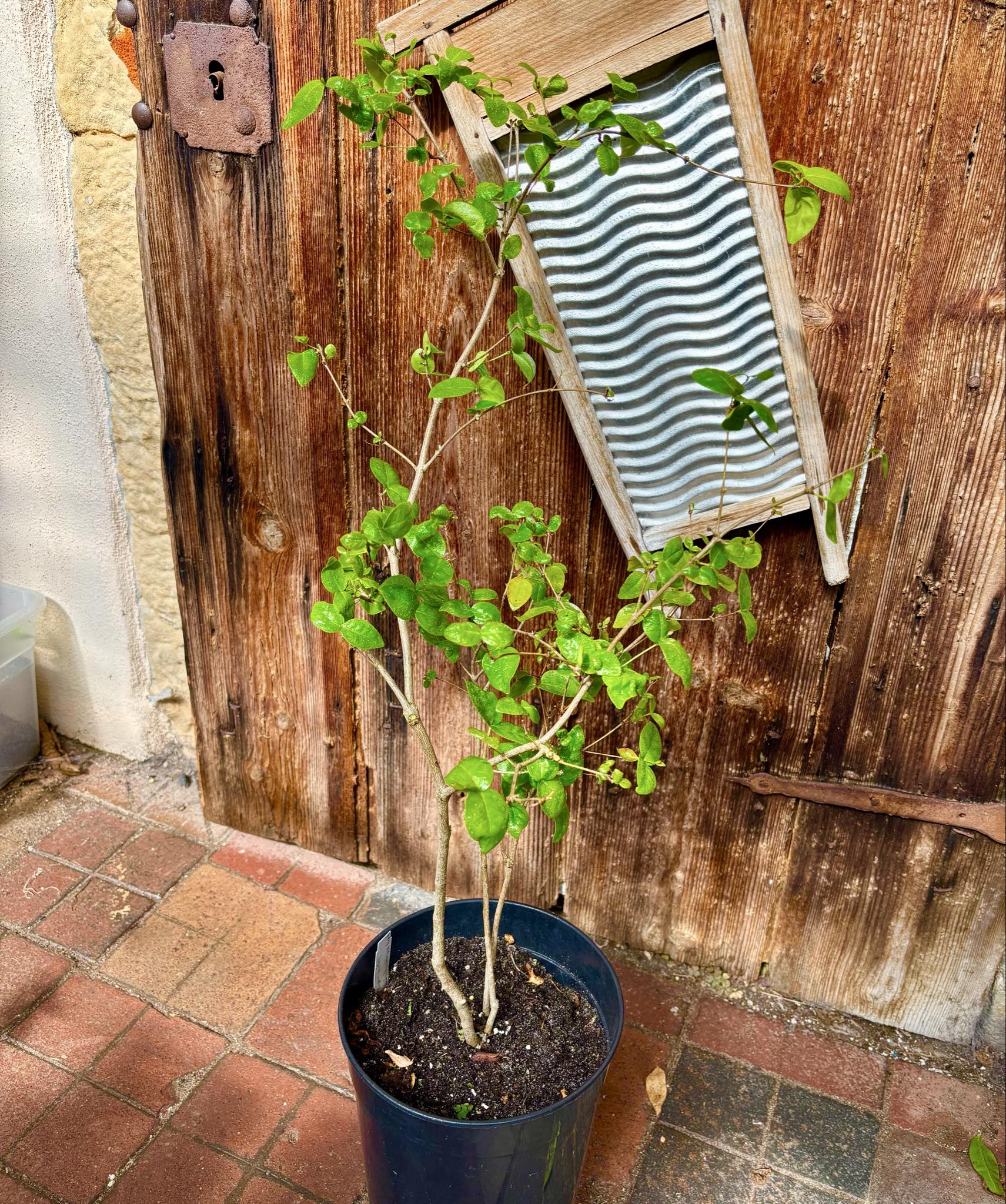 Eugenia uniflora var. Colombia - 1 potted plant / 1 getopfte Pflanze