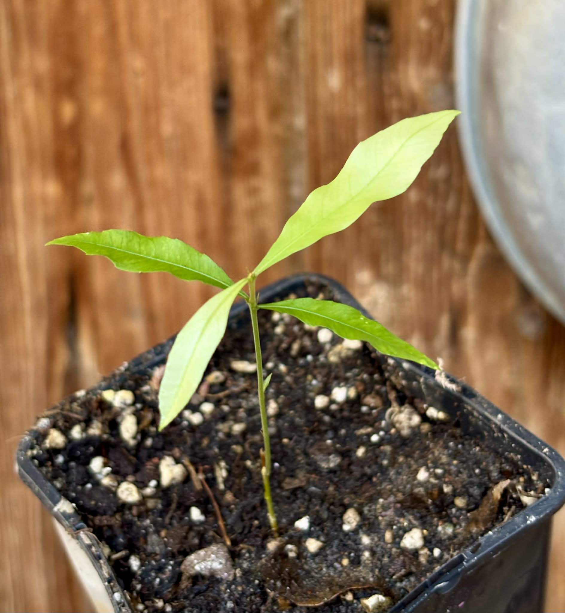 Pseudolmedia sp. Rondonia - 1 potted seedling / 1 getopfter Sämling