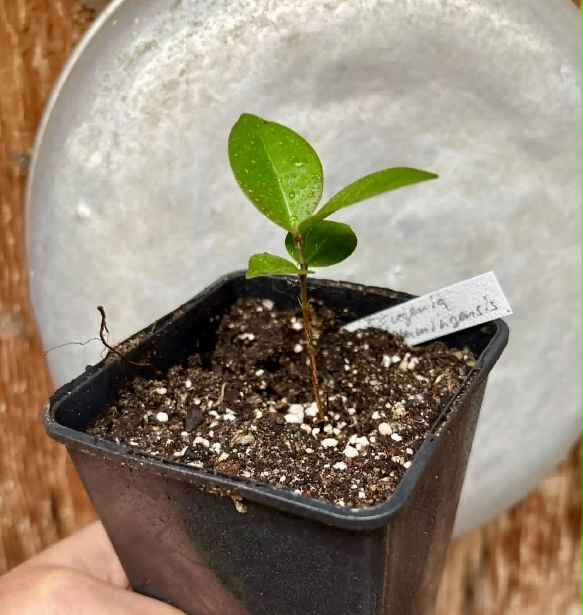 Eugenia flamingensis - 1 potted seedling / 1 getopfter Sämling