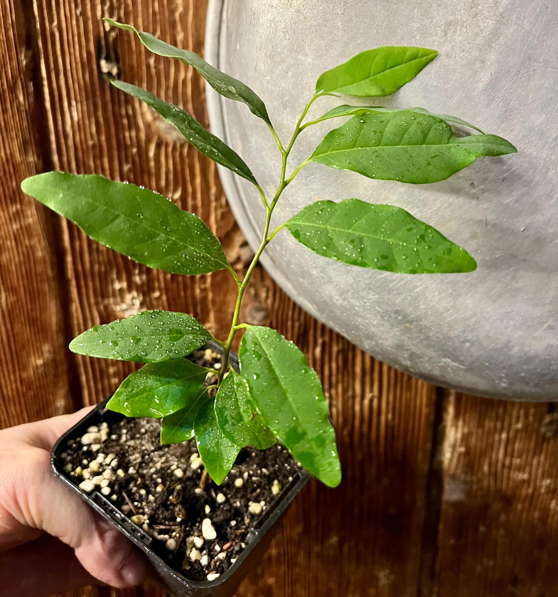 Annona neosalicifolia 1 potted plant / 1 getopfte Pflanze