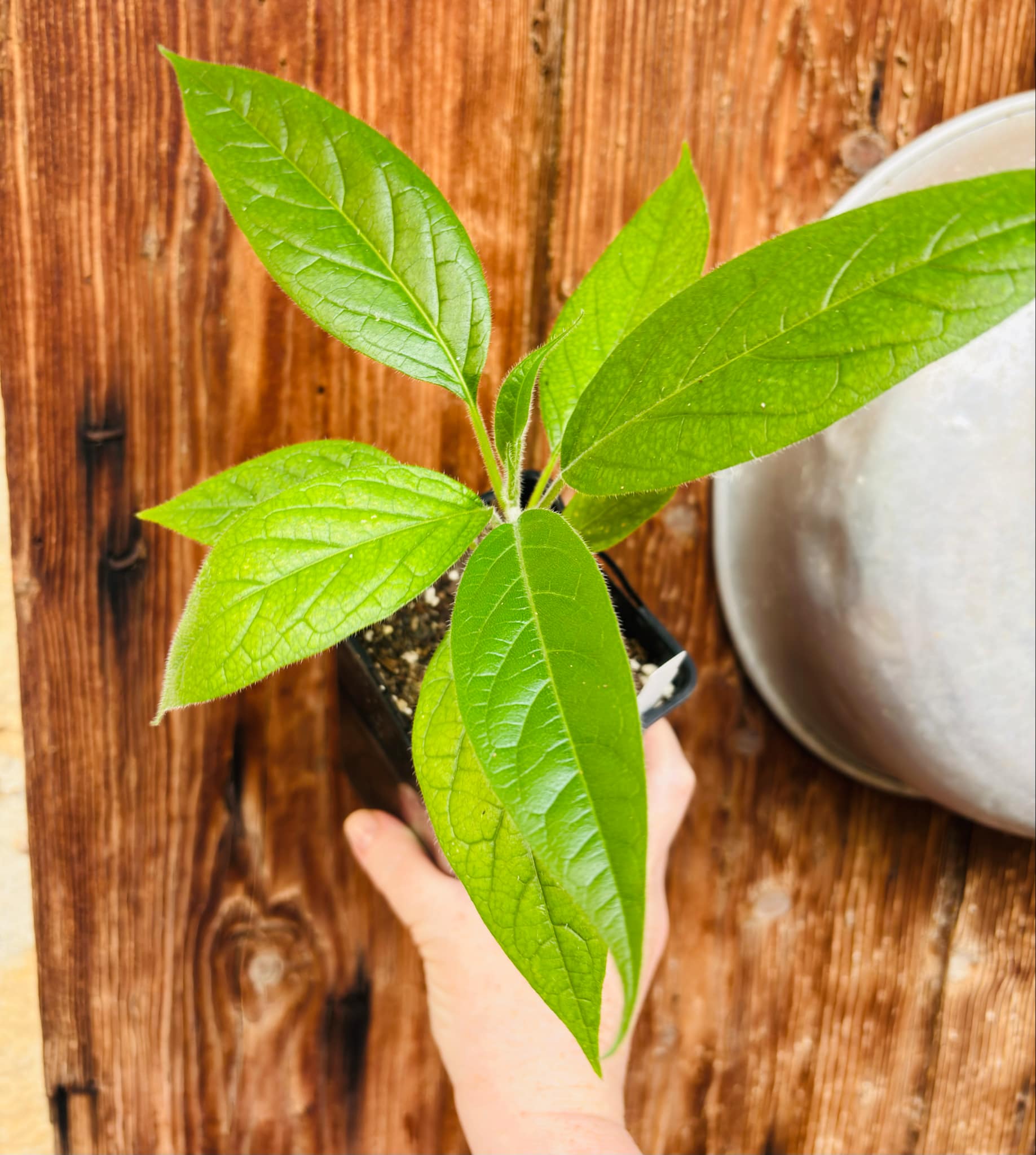 Solanum luridifuscescens - Tomatao Verde Piloso - 1 small potted seedling / 1 kleiner, getopfter Sämling Solanum luridifuscescens - Tomatao Verde Piloso - 1 small potted seedling / 1 kleiner, getopfter Sämling