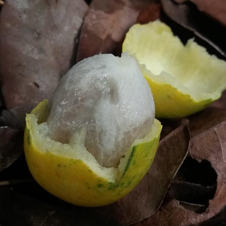 Garcinia sp UNA - 1 small potted seedling / 1 kleiner, getopfter Sämling