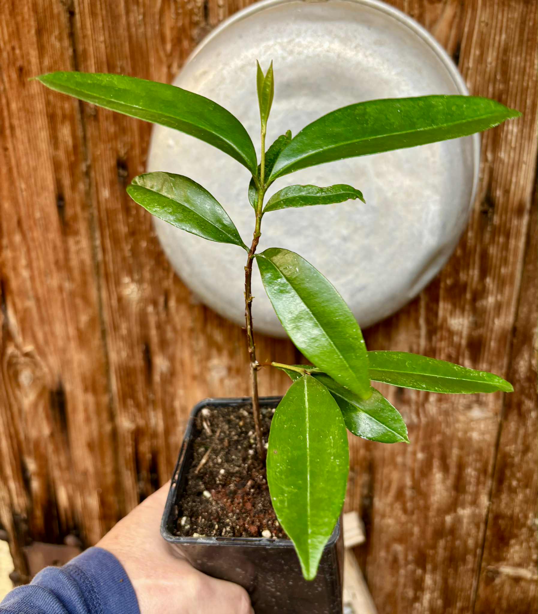 Eugenia sp Cereja Grande da Bahia - 1 potted plant / 1 getopfte Pflanze