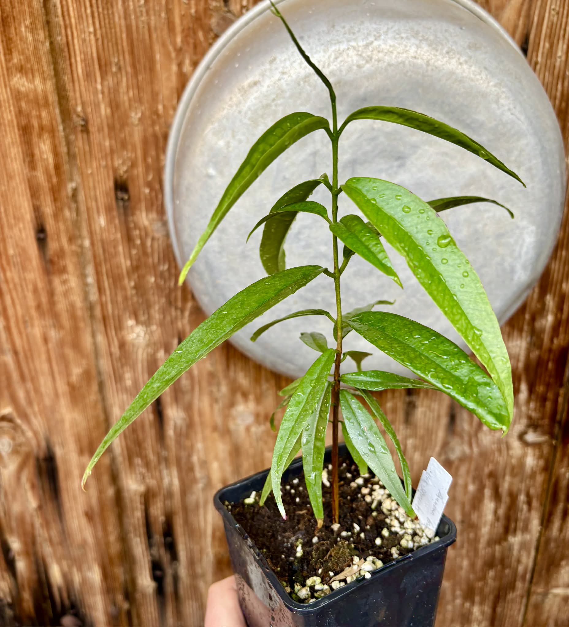 Eugenia bahiensis var. Sementes pintada  - 1 potted plant / 1 getopfte Pflanze