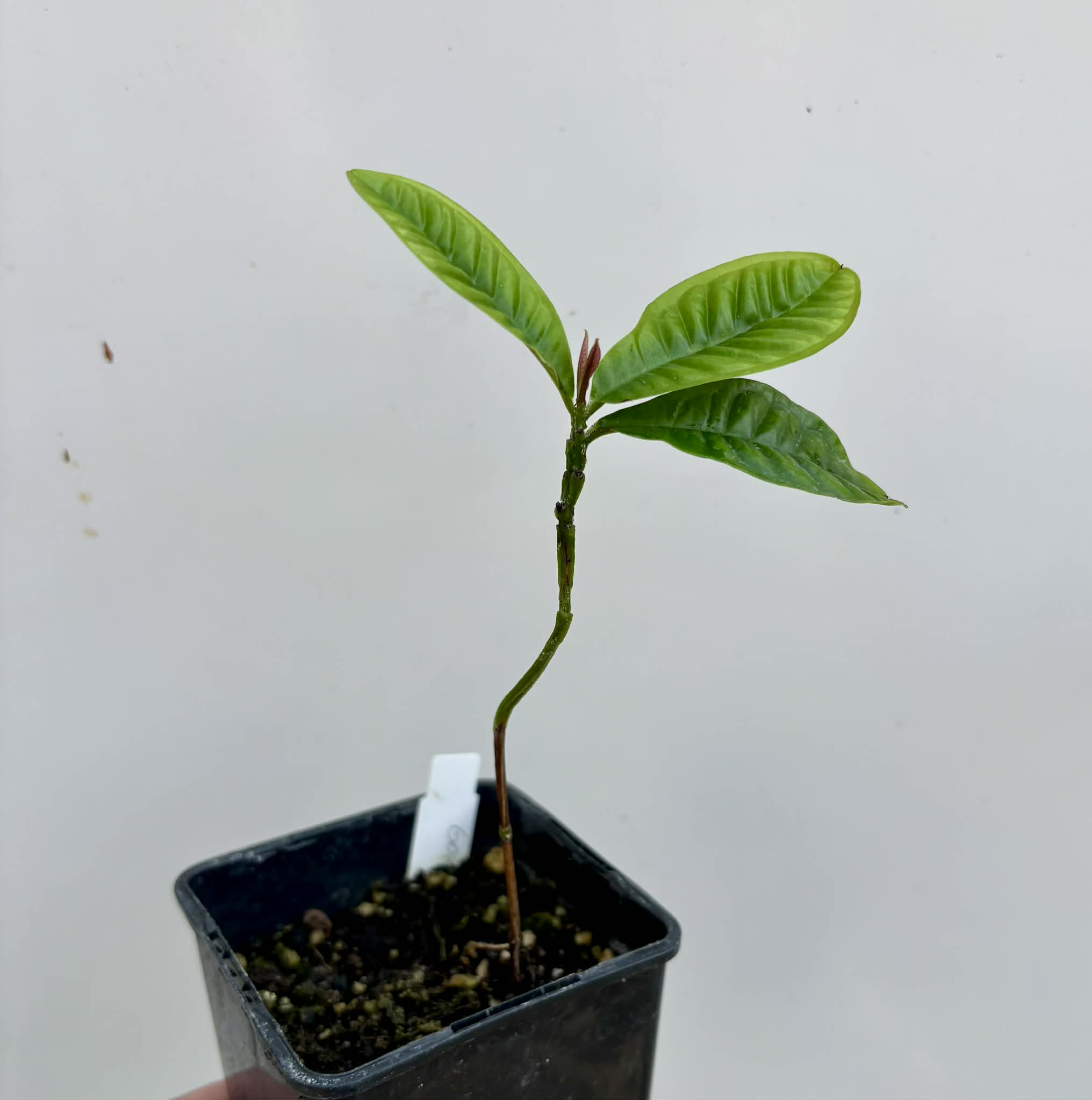 Gowok (Syzygium polycephalum) - 1 potted seedling / 1 getopfter Sämling 