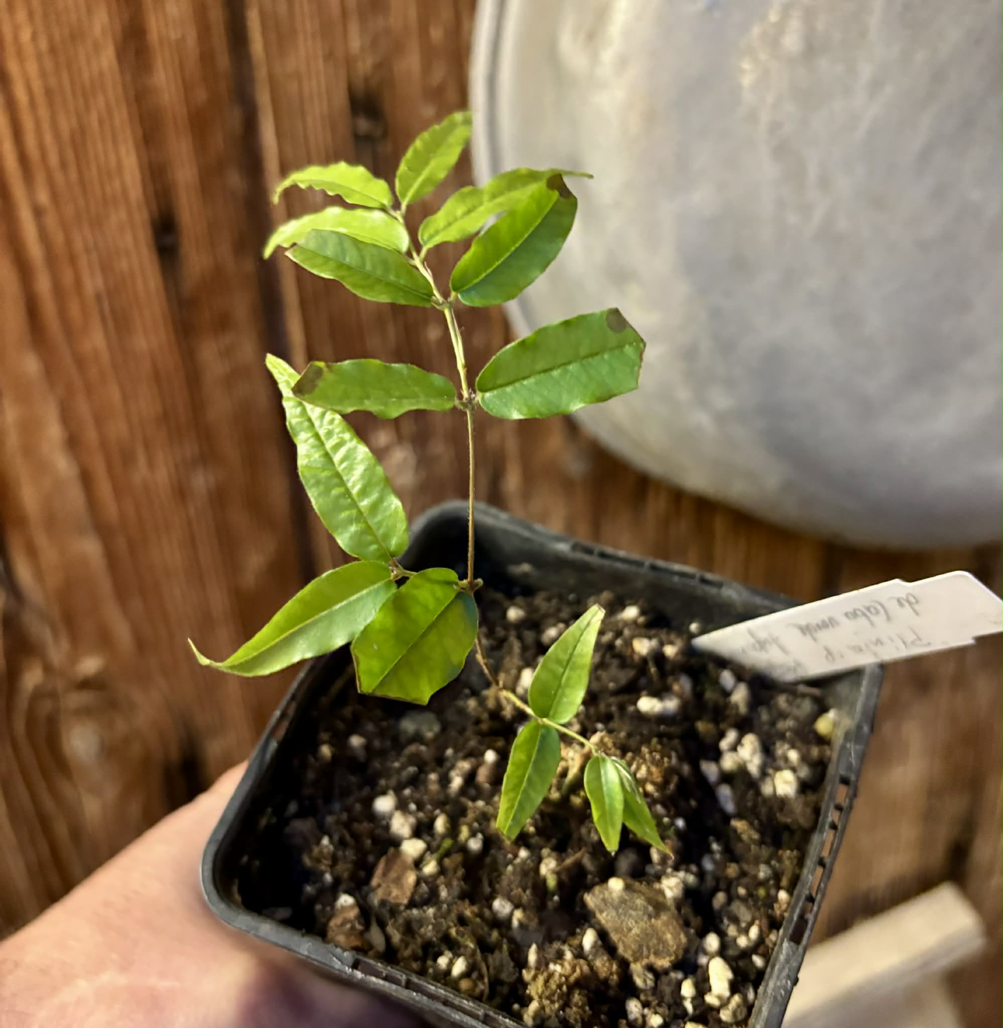 Plinia sp Rajada Cabo longo verde Tupinamba - Jaboticaba -  1 potted seedling / 1 getopfter Sämling