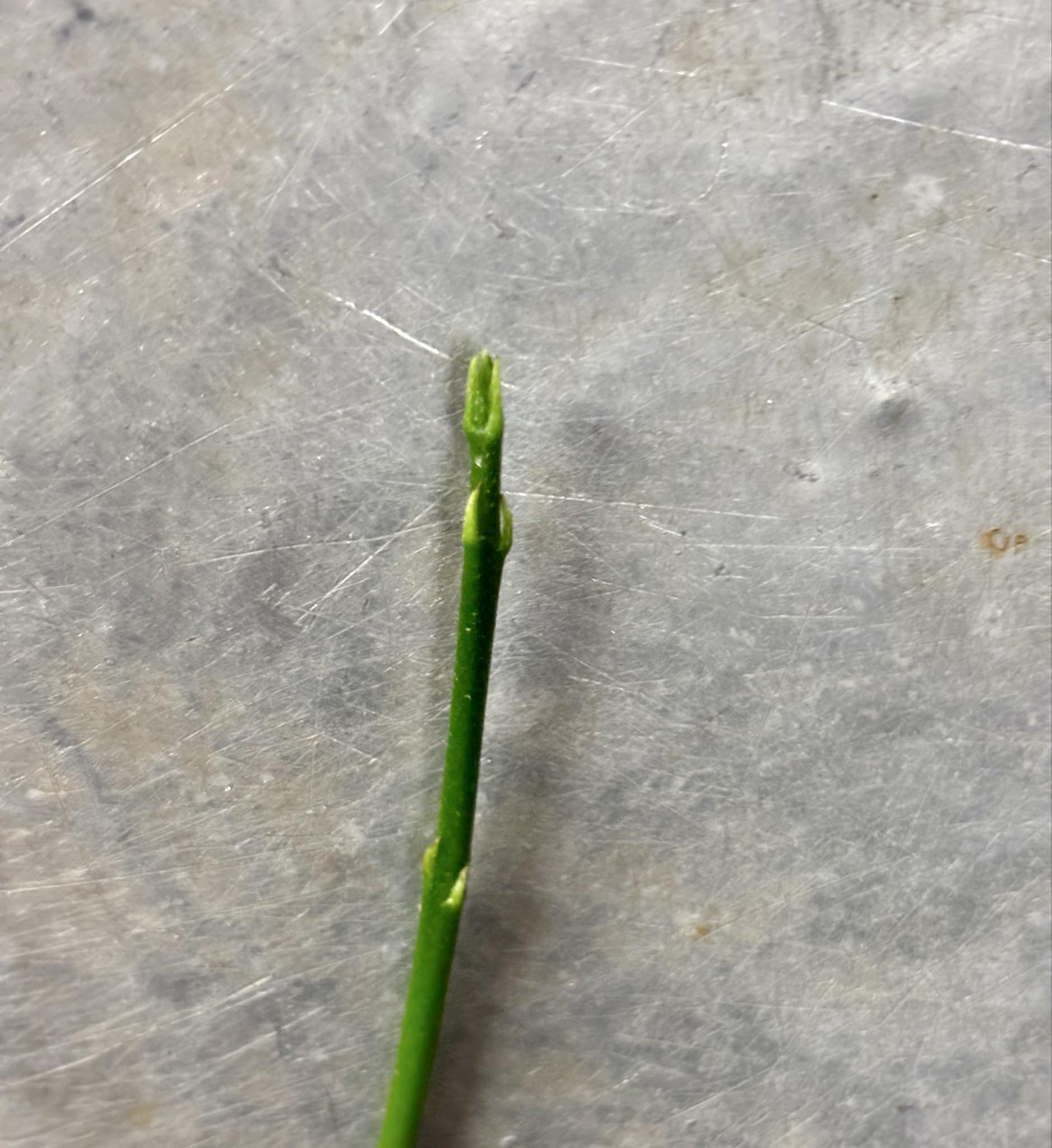 Eugenia sp Laranja Camamu - 1 potted seedling / 1 getopfter Sämling