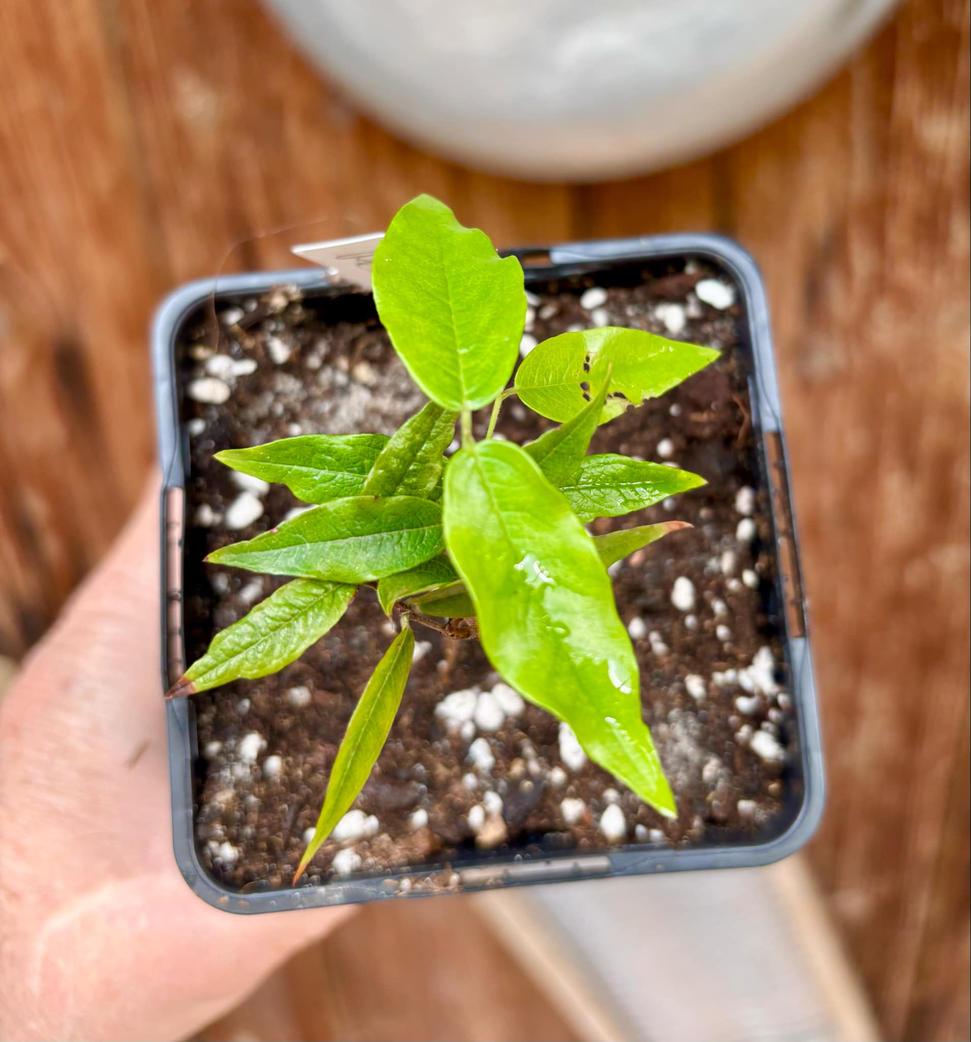 Red Hybrid Jaboticaba (Plinia cauliflora x aureana) - 1 potted plant / 1 getopfte Pflanze