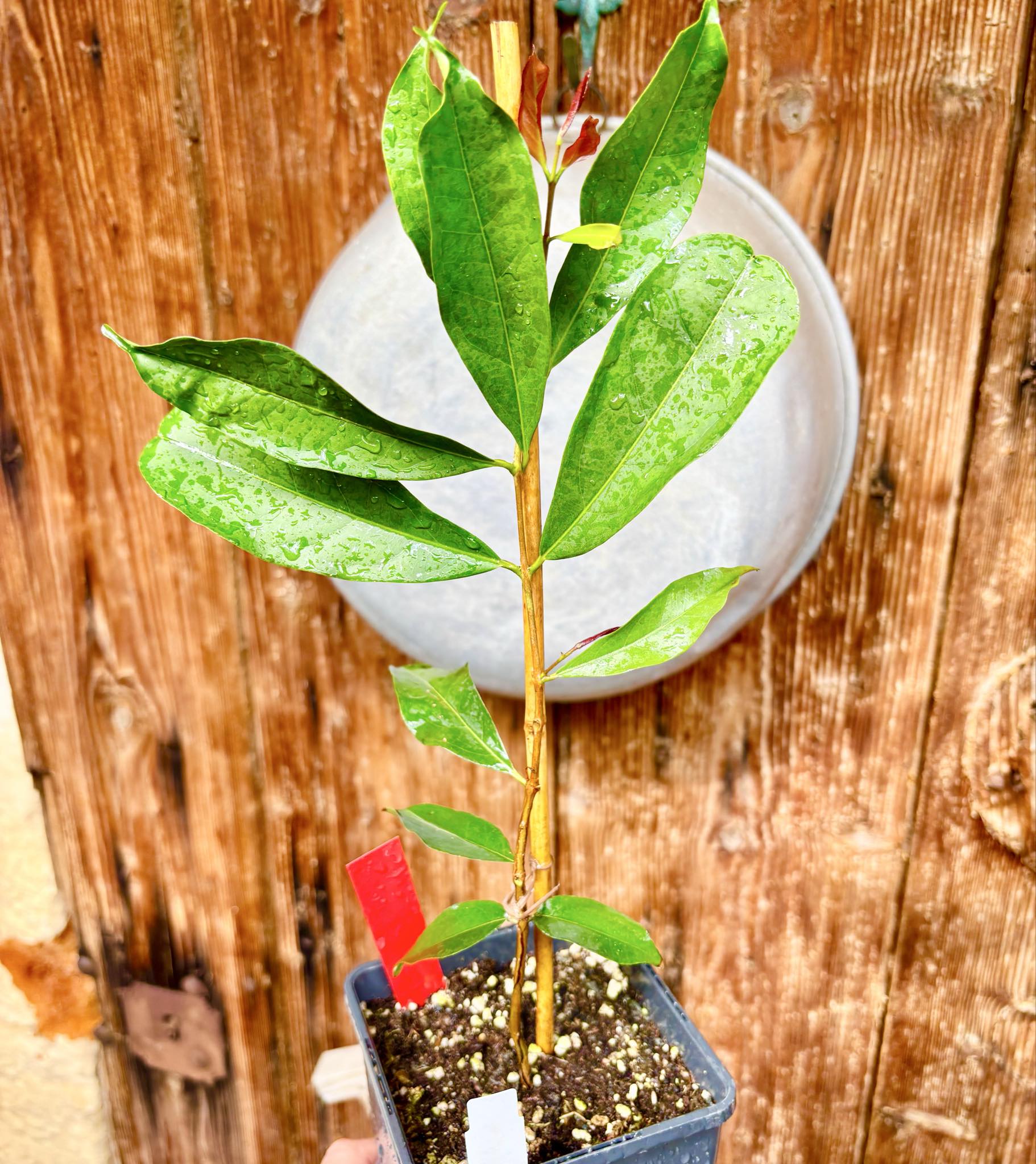 Eugenia florida - 1 potted plant / 1 getopfte Pflanze