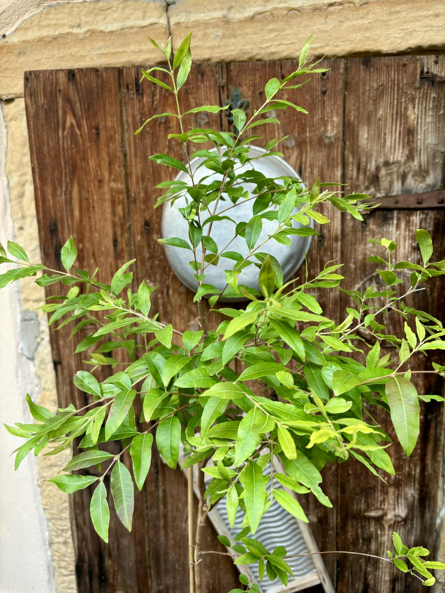 ten years old - Uvaia - Eugenia pyriformis -  1 potted plant / 1 getopfte Pflanze