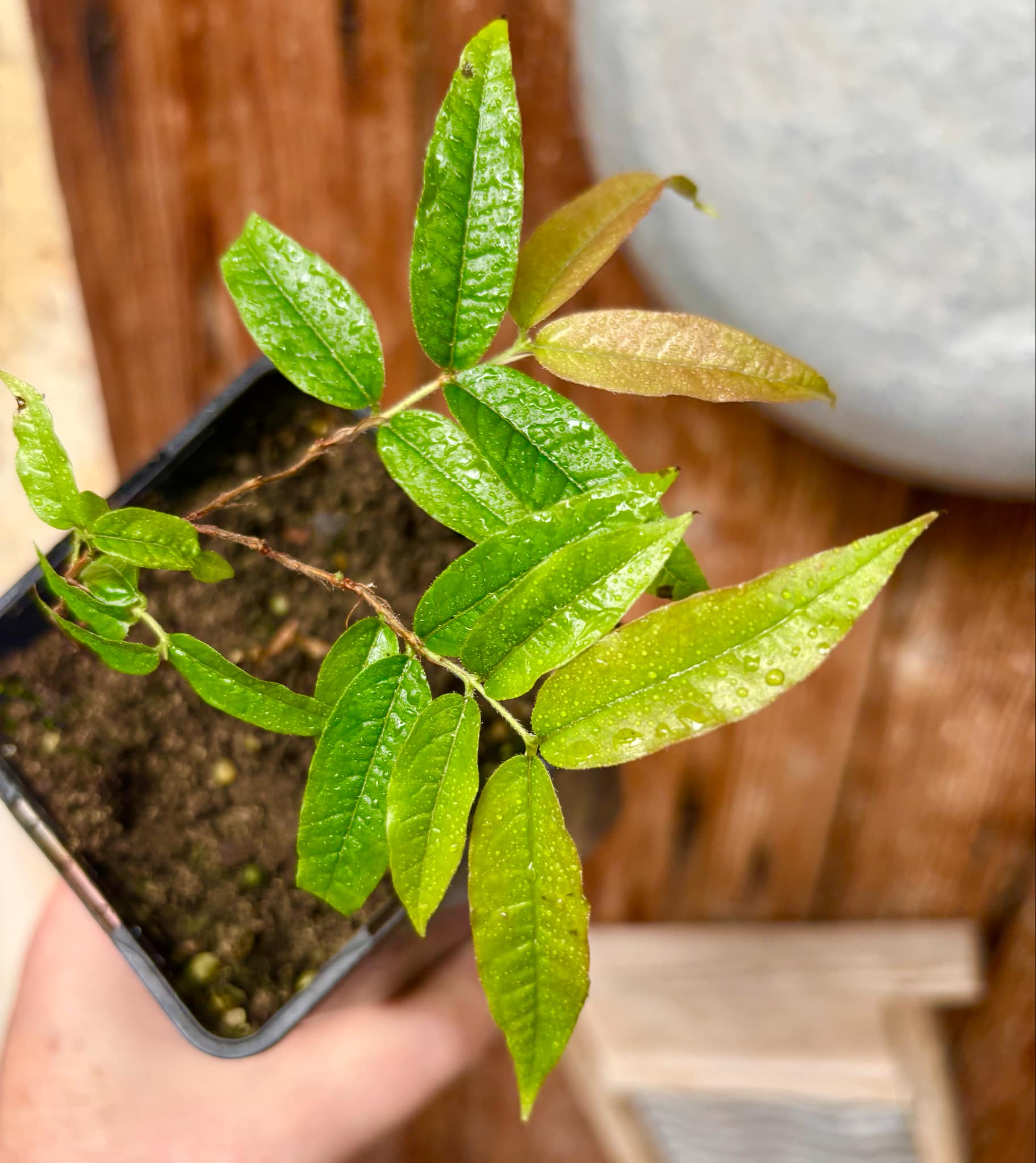 Plinia spiritosantensis var. Mucuri Velvet - 1 potted plant/ 1 getopfte Pflanze