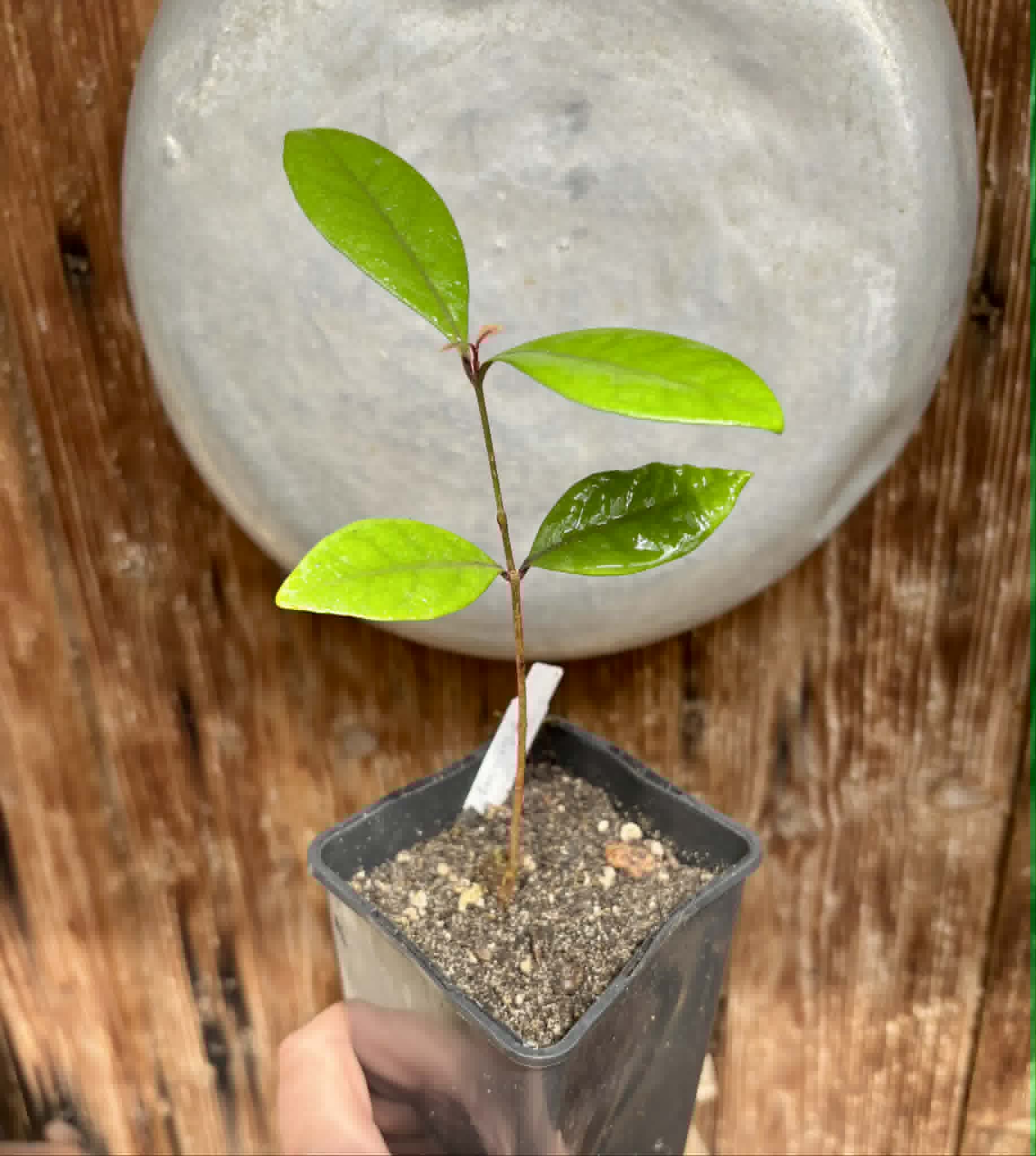 Eugenia rotundifolia var. Maruim - 1 potted seedling / 1 getopfter Sämling