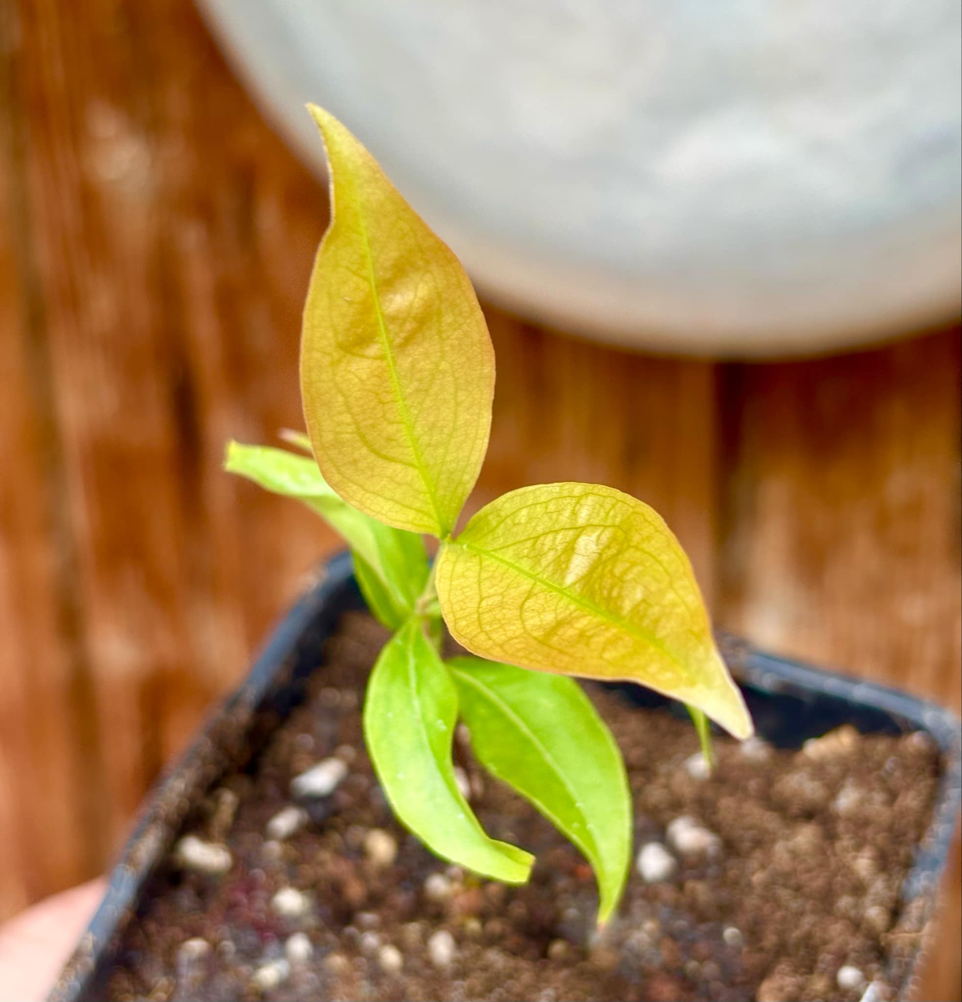 Cagaita var. "Brinco de Princesa" (Eugenia dysenterica) - 1 potted plant / 1 getopfte Pflanze