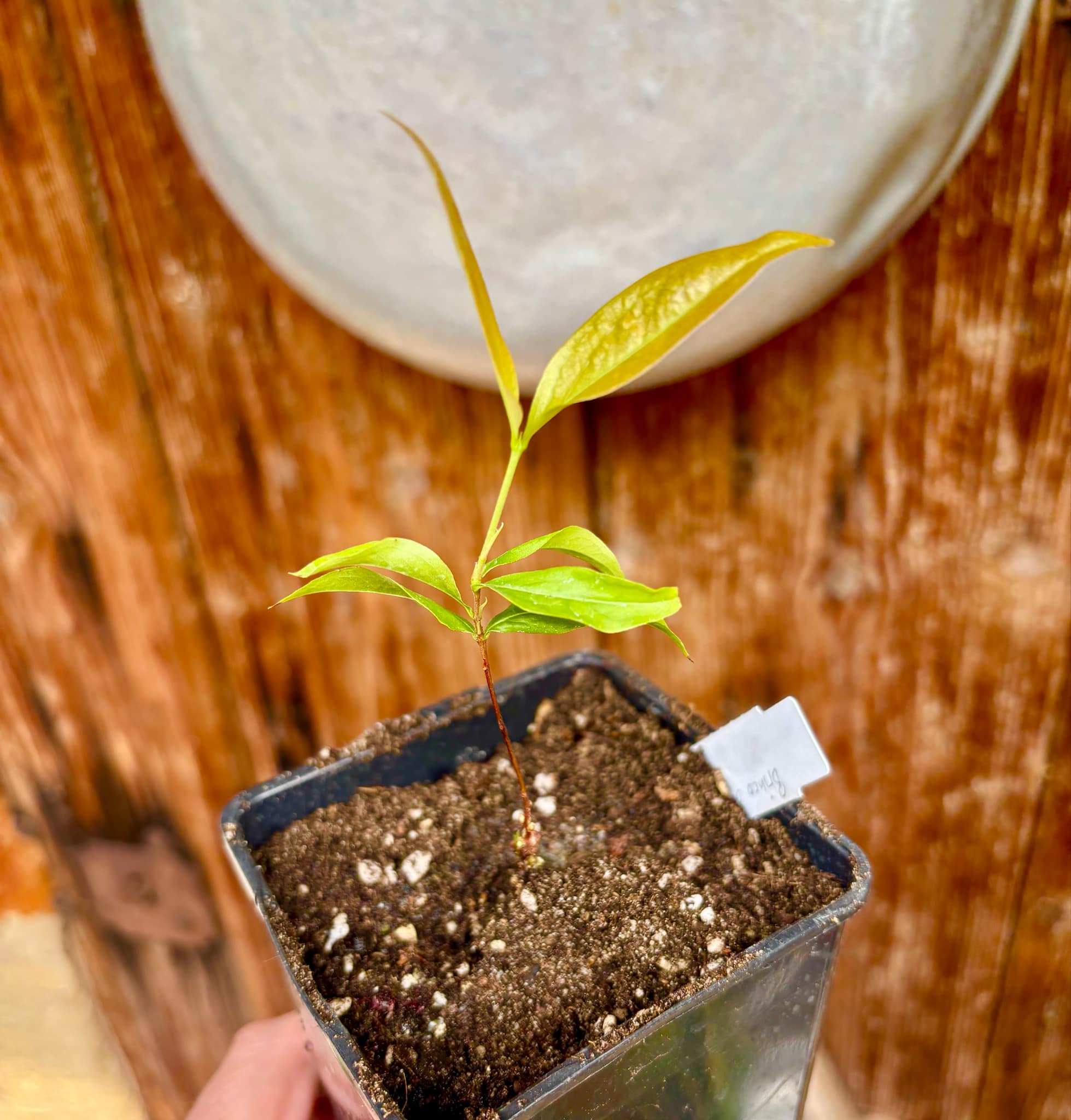Cagaita var. "Brinco de Princesa" (Eugenia dysenterica) - 1 potted plant / 1 getopfte Pflanze