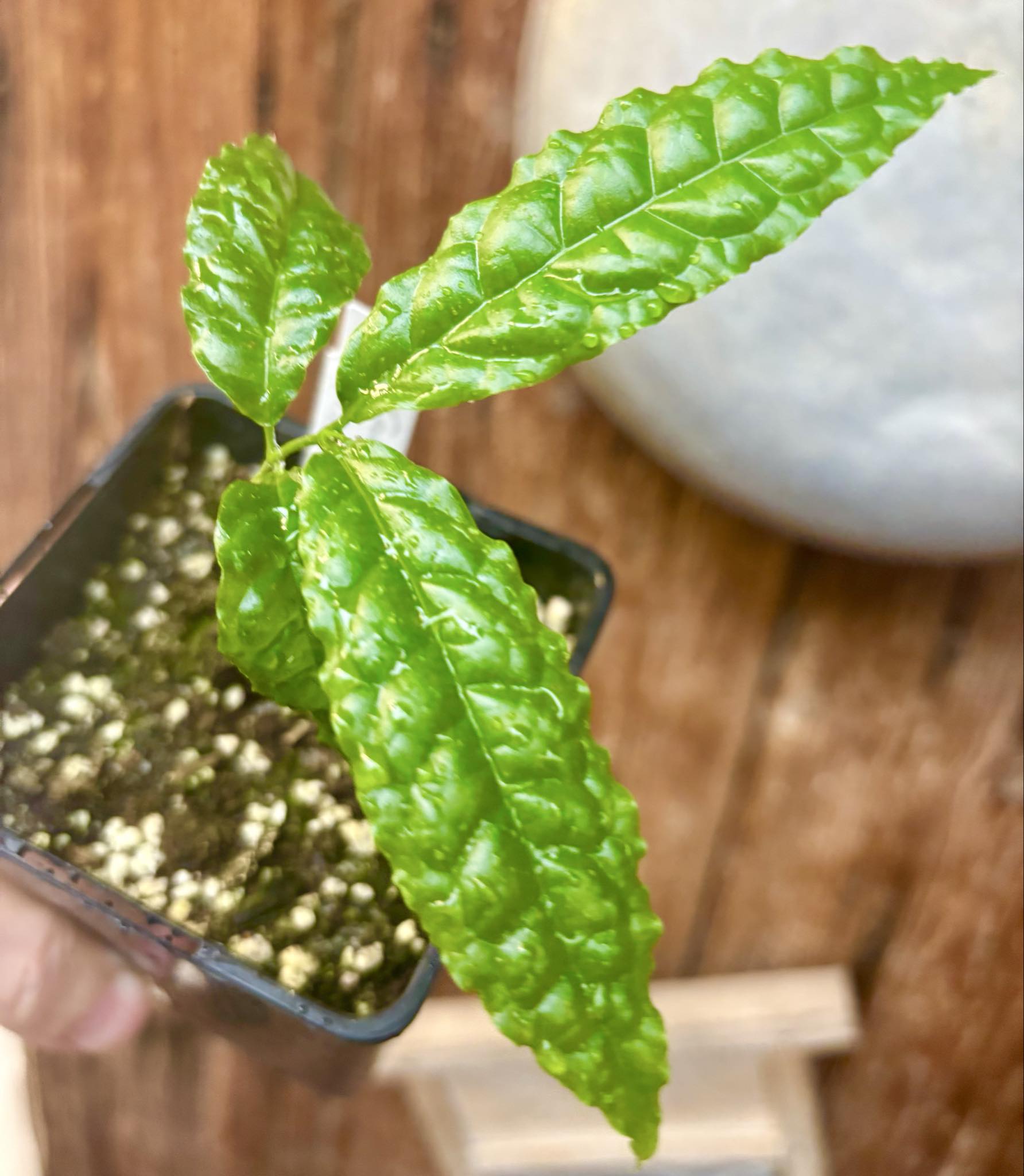 Campomanesia ilhoensis - Guabiroba do Nordeste 1 potted plant / 1 getopfte Pflanze