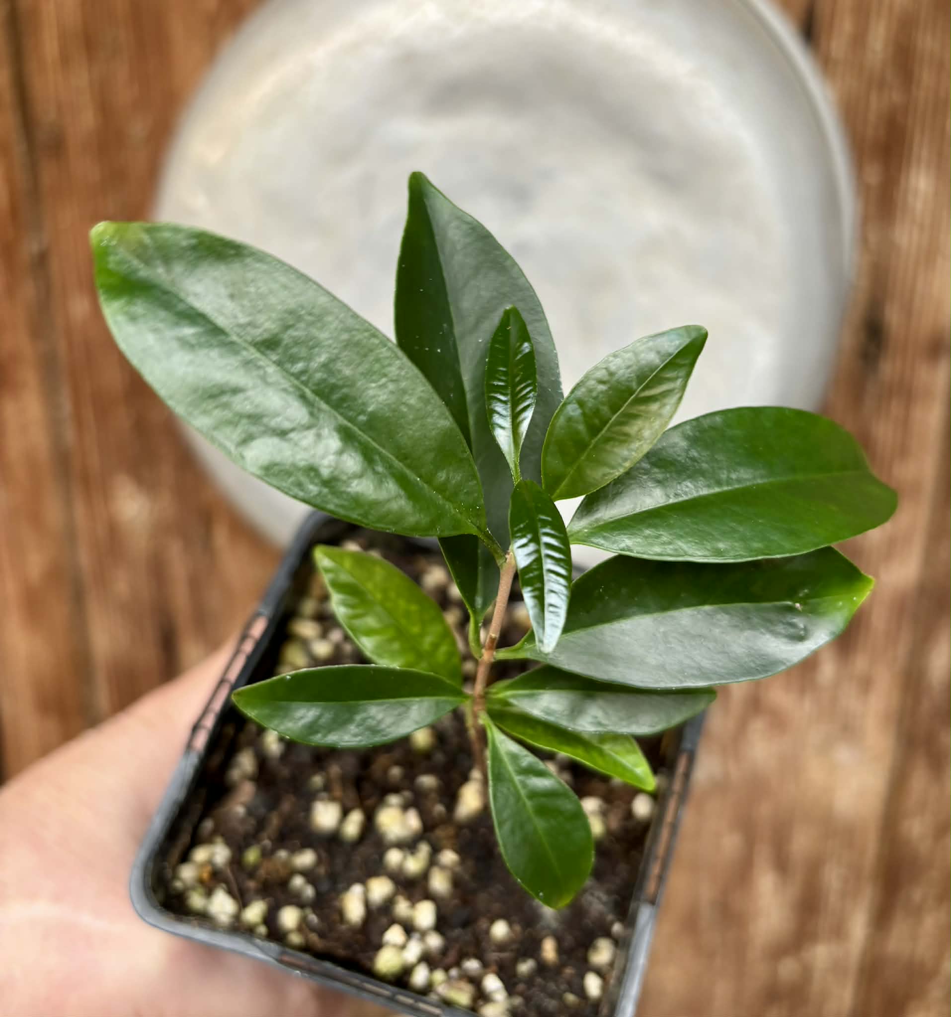 Eugenia cerasiflora - 1 potted plant - 1 getopfte Pflanze