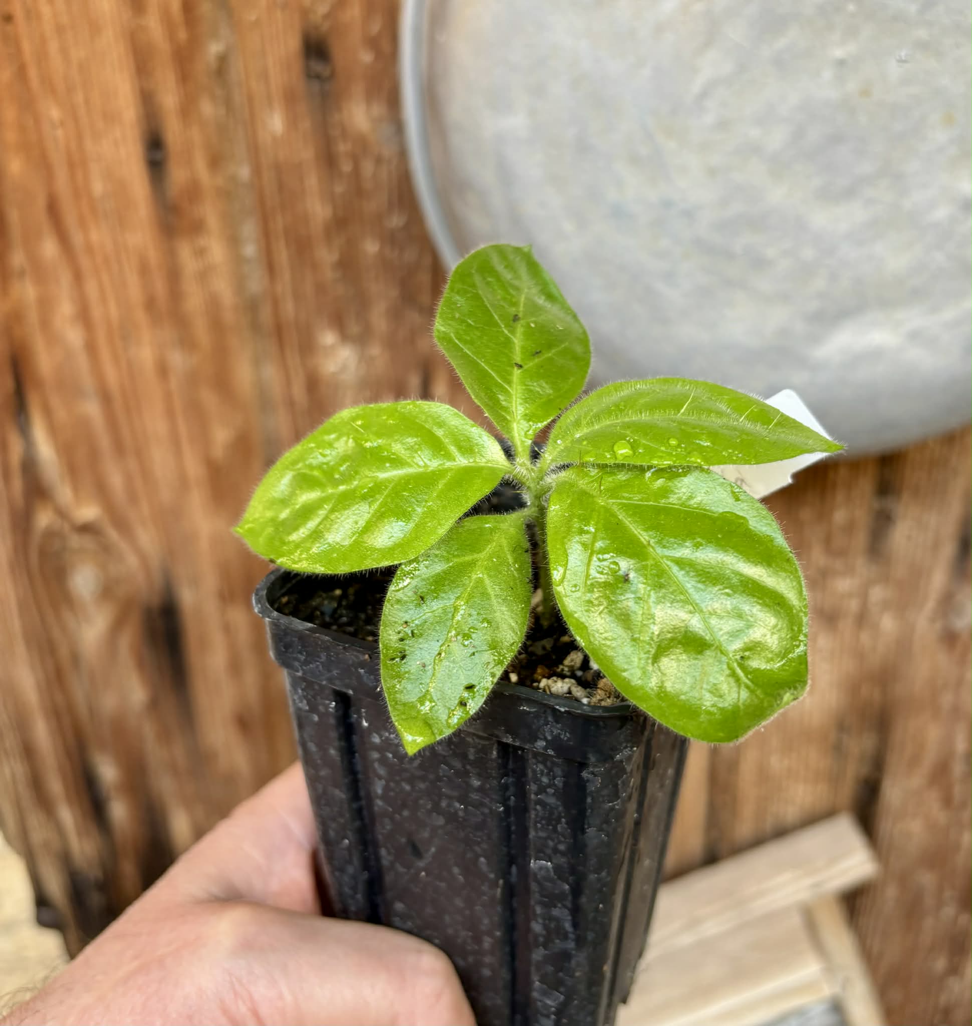 Solanum rumpincola - 1 small potted seedling / 1 kleiner, getopfter Sämling