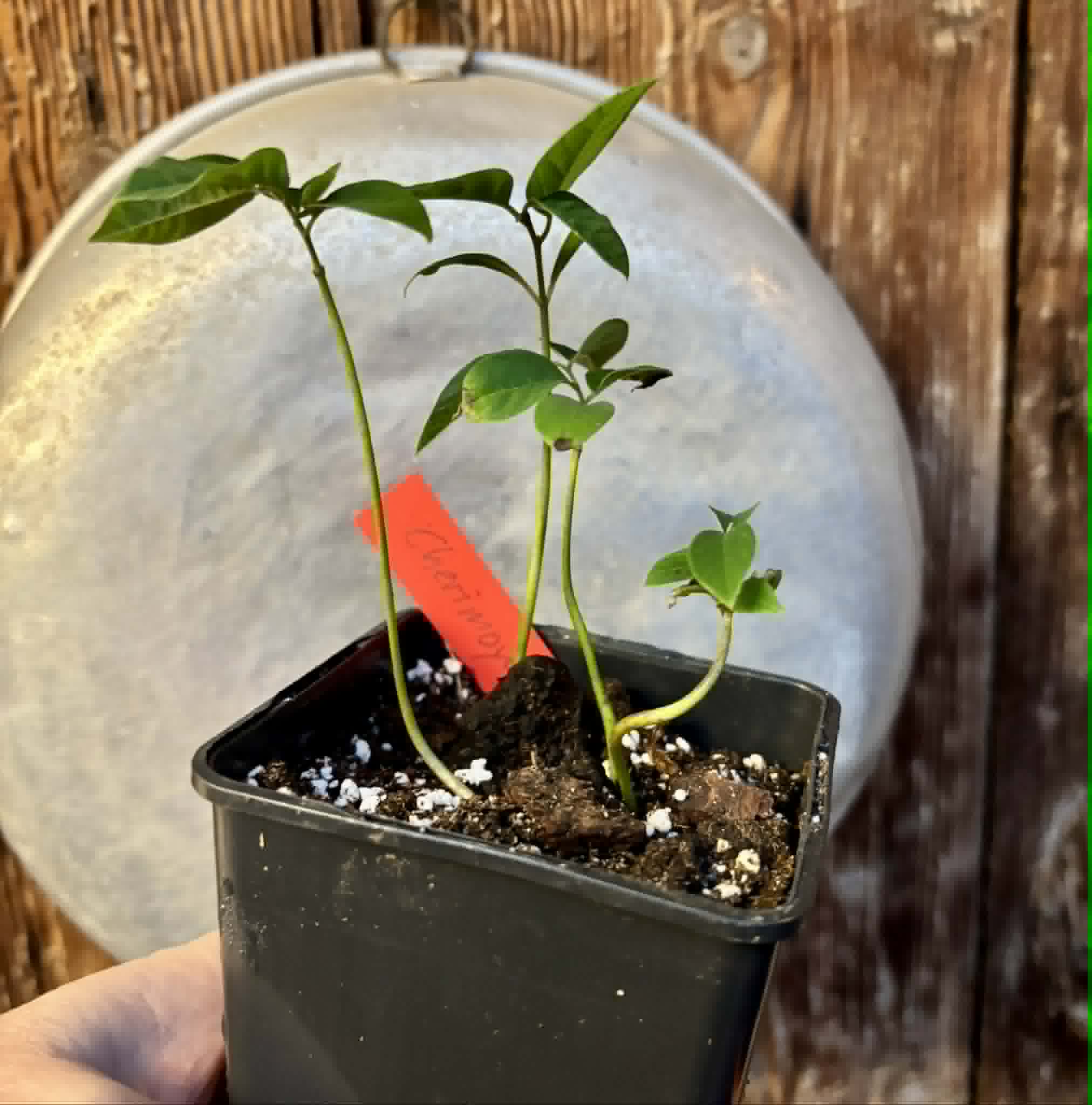 4 in 1 pot - Cherimoya var. Fino de Jete (Annona cherimola) - 4 seedlings in one pot / 4 Sämlinge in einem Topf