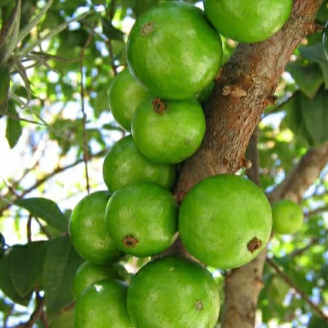 Jabuticaba Green Crystal (Plinia sp) -  1 fresh seed / 1 frischer Samen