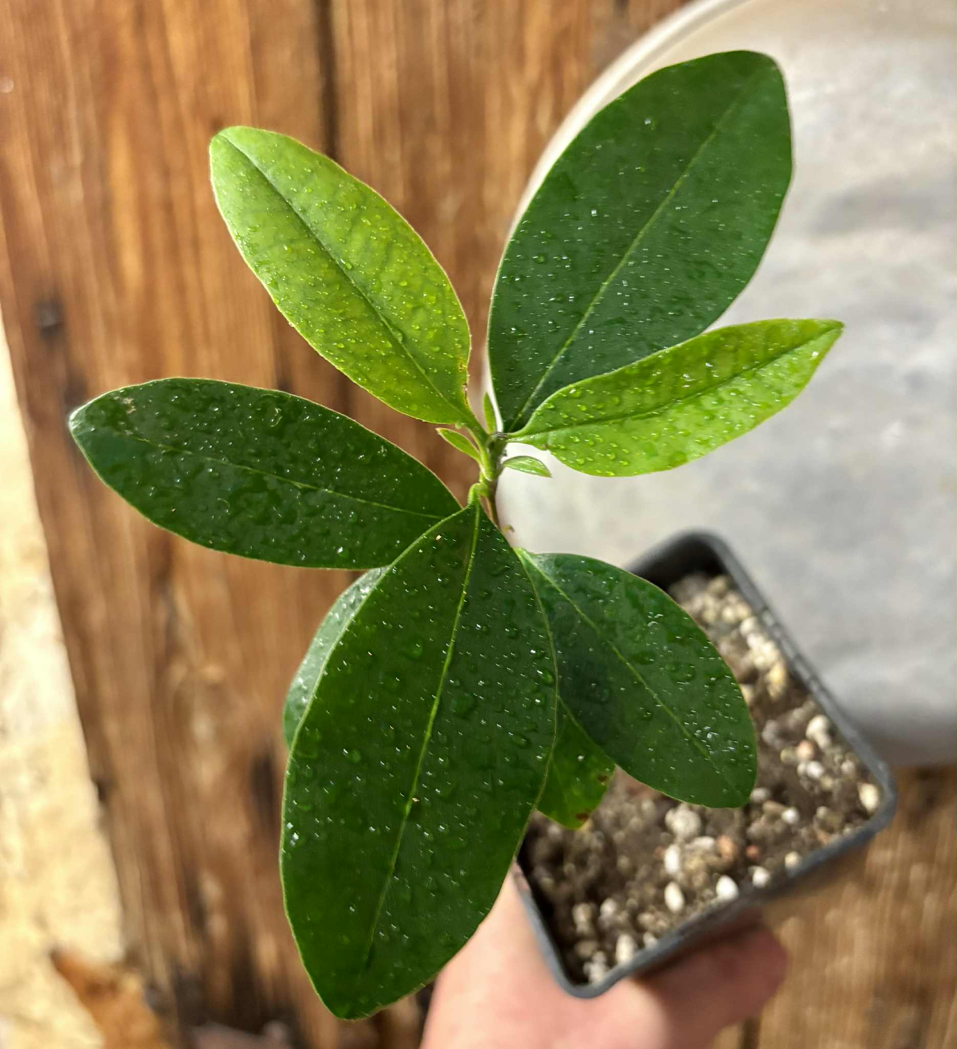 Eugenia dichroma - Pitanga Fanta - 1 potted seedling / 1 getopfter Sämling