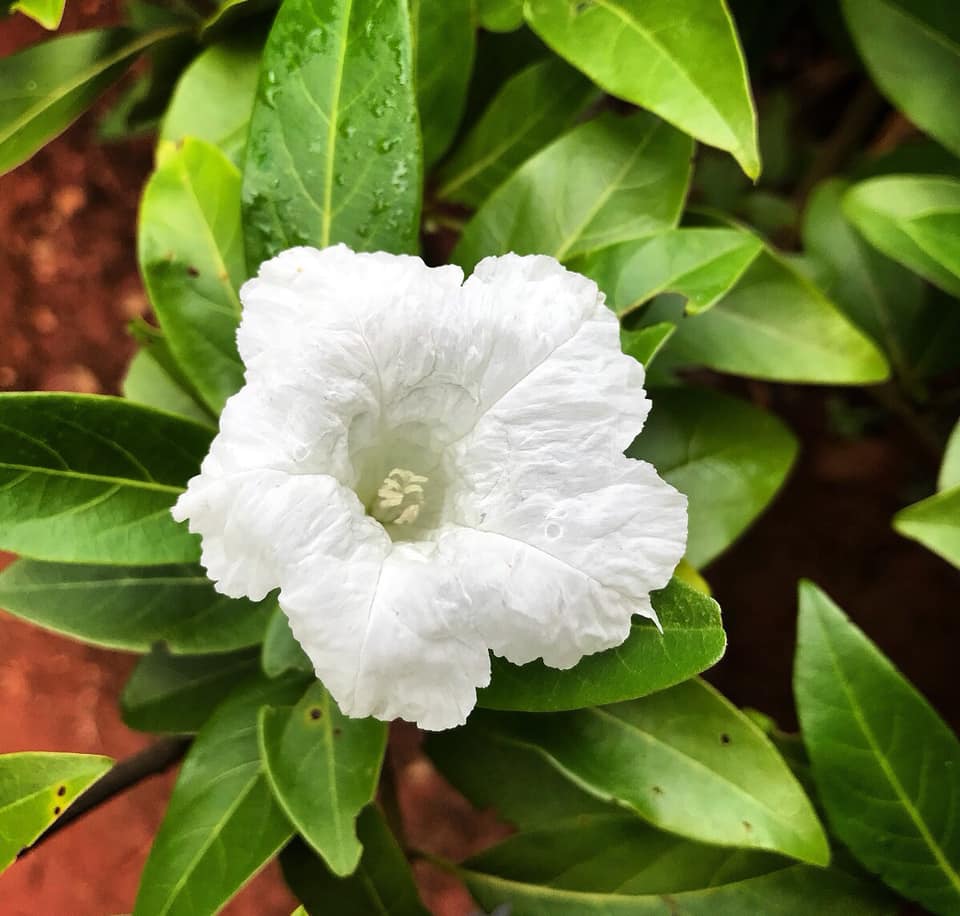 Cordia taguahyensis - Frutinha de Leite- 1 small potted seedling / 1 kleiner, getopfter Sämling