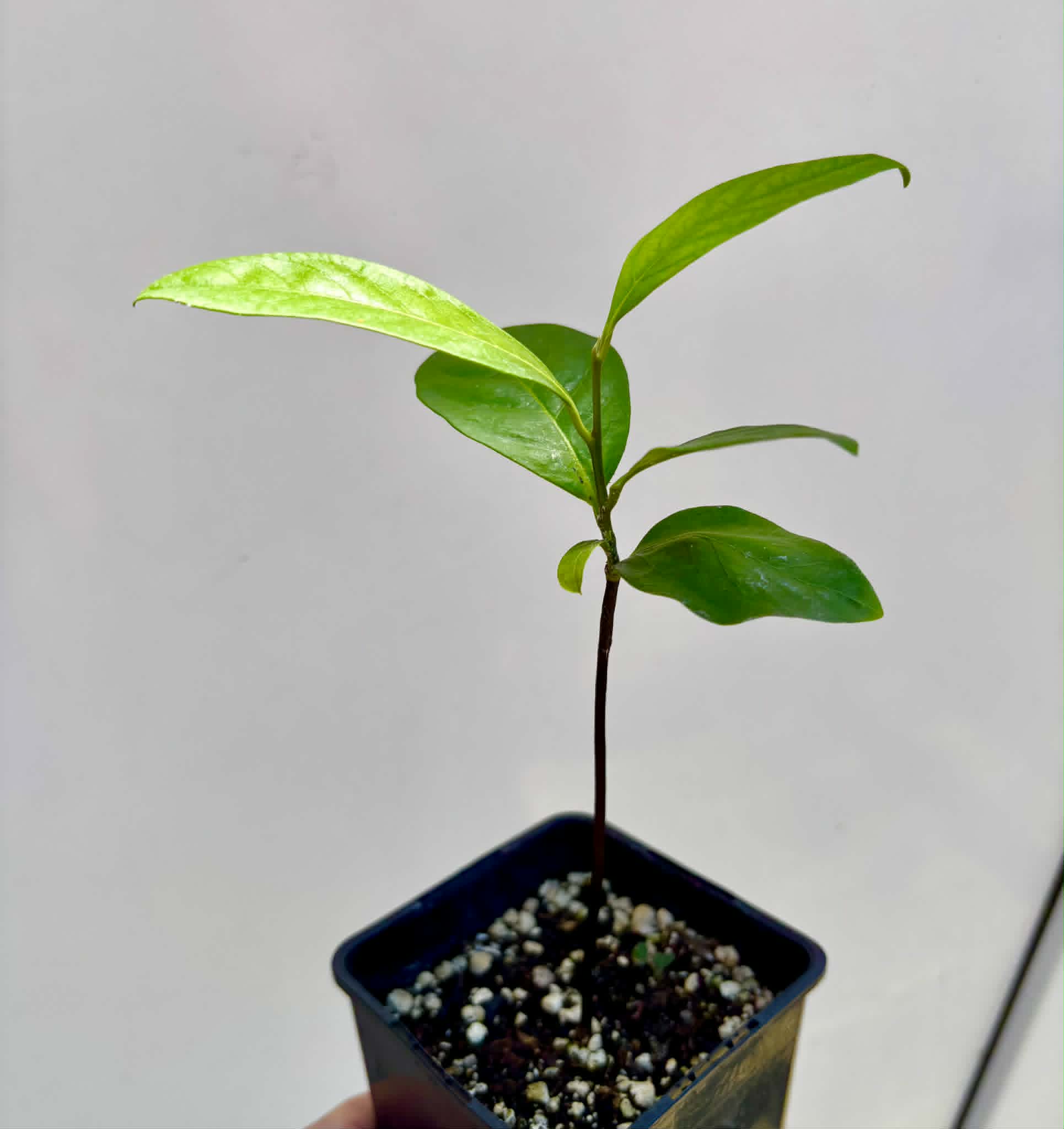 Diospyros nigra - Black Sapote var. Bernecker - 1 potted seedling / 1 getopfter Sämling