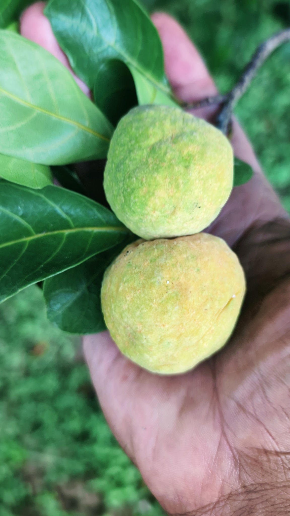 Kwai Muk (Artocarpus hypargyraeus)  -  1 fresh seed / 1 frischer Samen