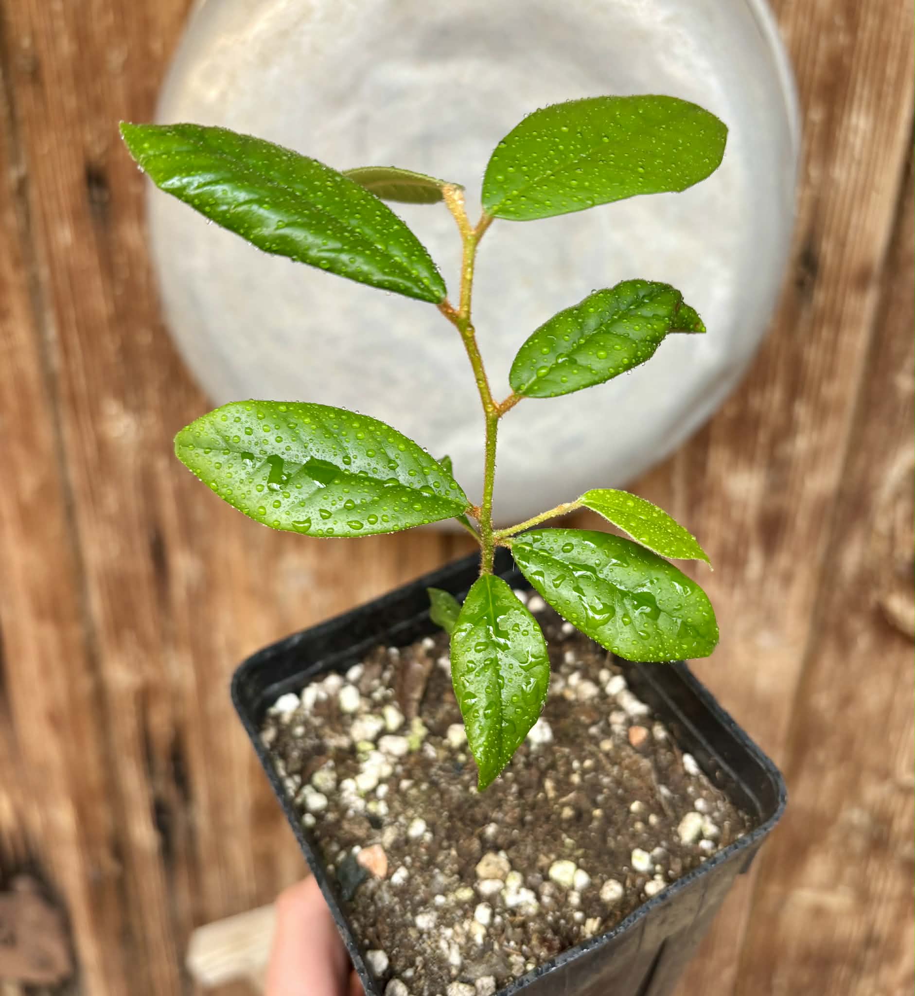 Chrysophyllum januariense  -  1 potted seedling / 1 getopfter Sämling
